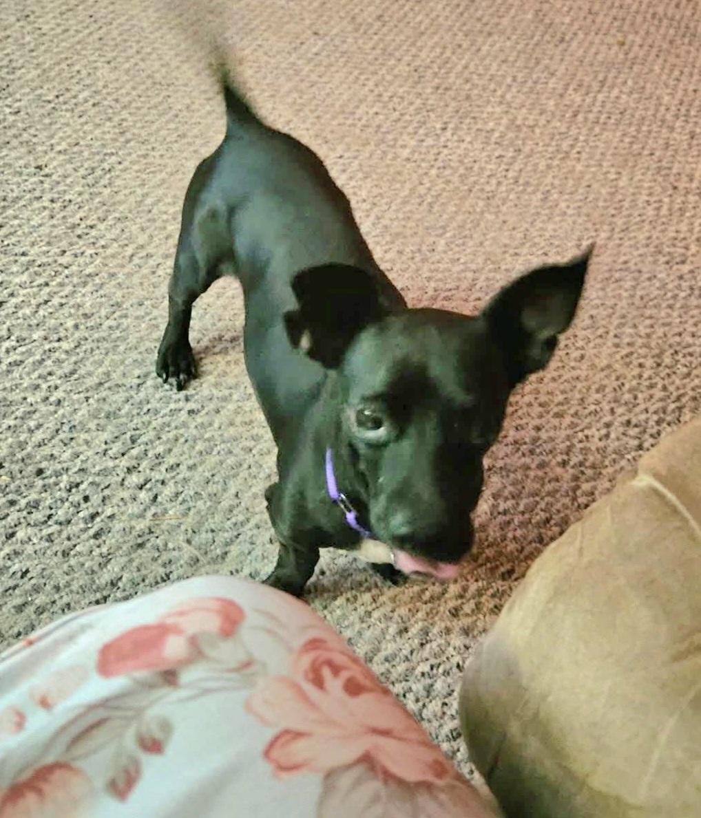 Ronnie, a ADOPTABLE mixed breed in Pelzer, SC image 3/5