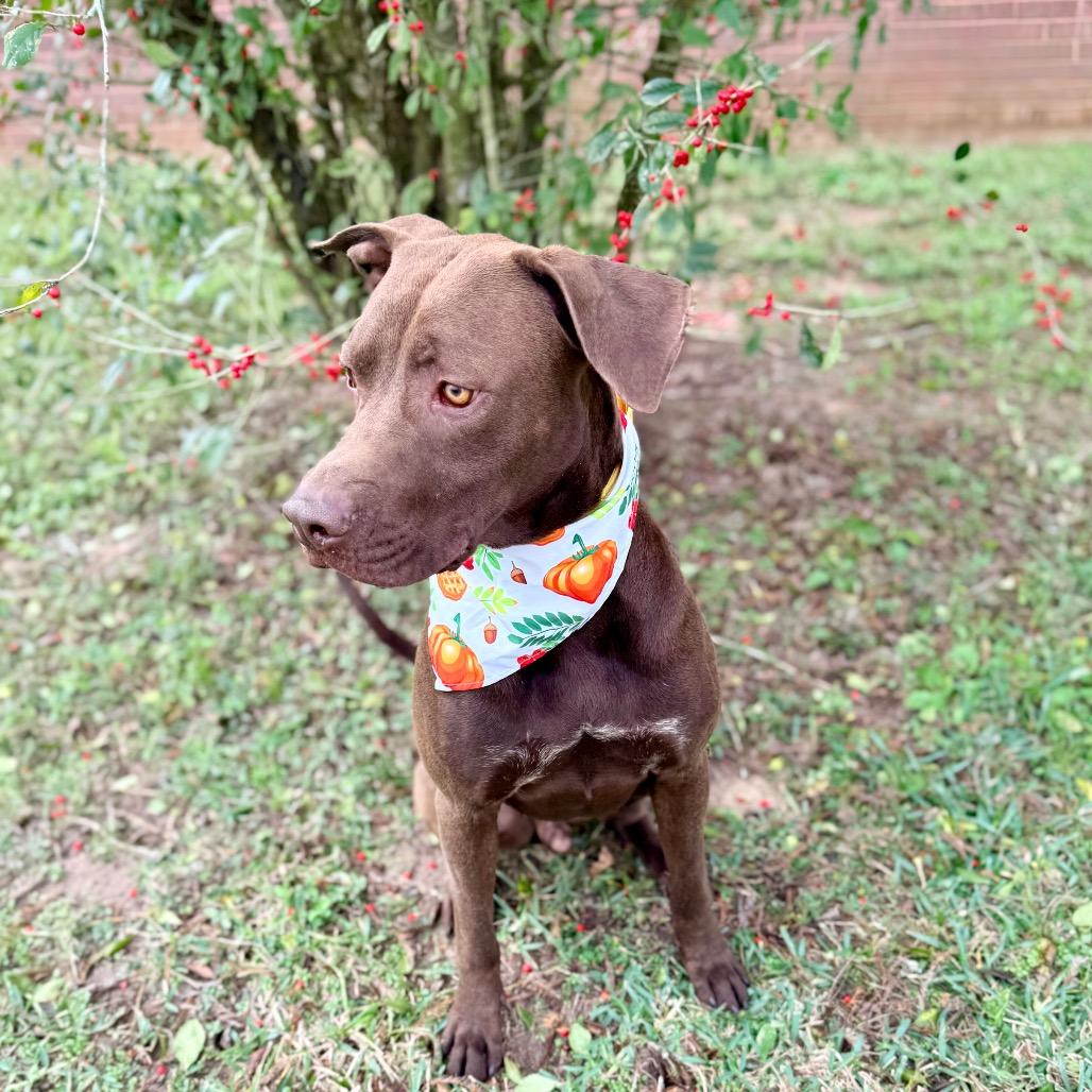 Slade — thumbnail 4