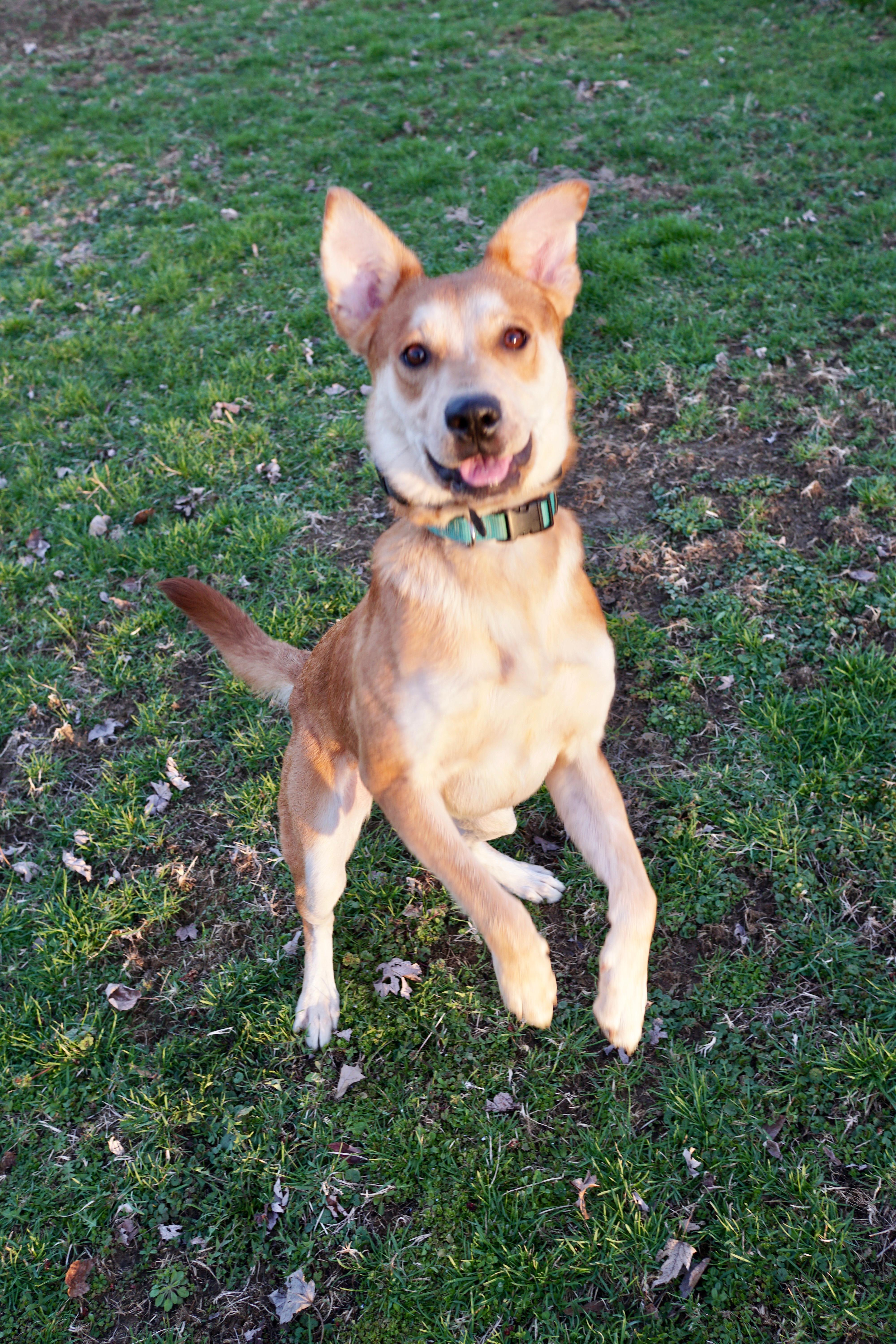 Enlarge Tilly, a Adoptable mixed breed in Indianapolis, IN image 2/6