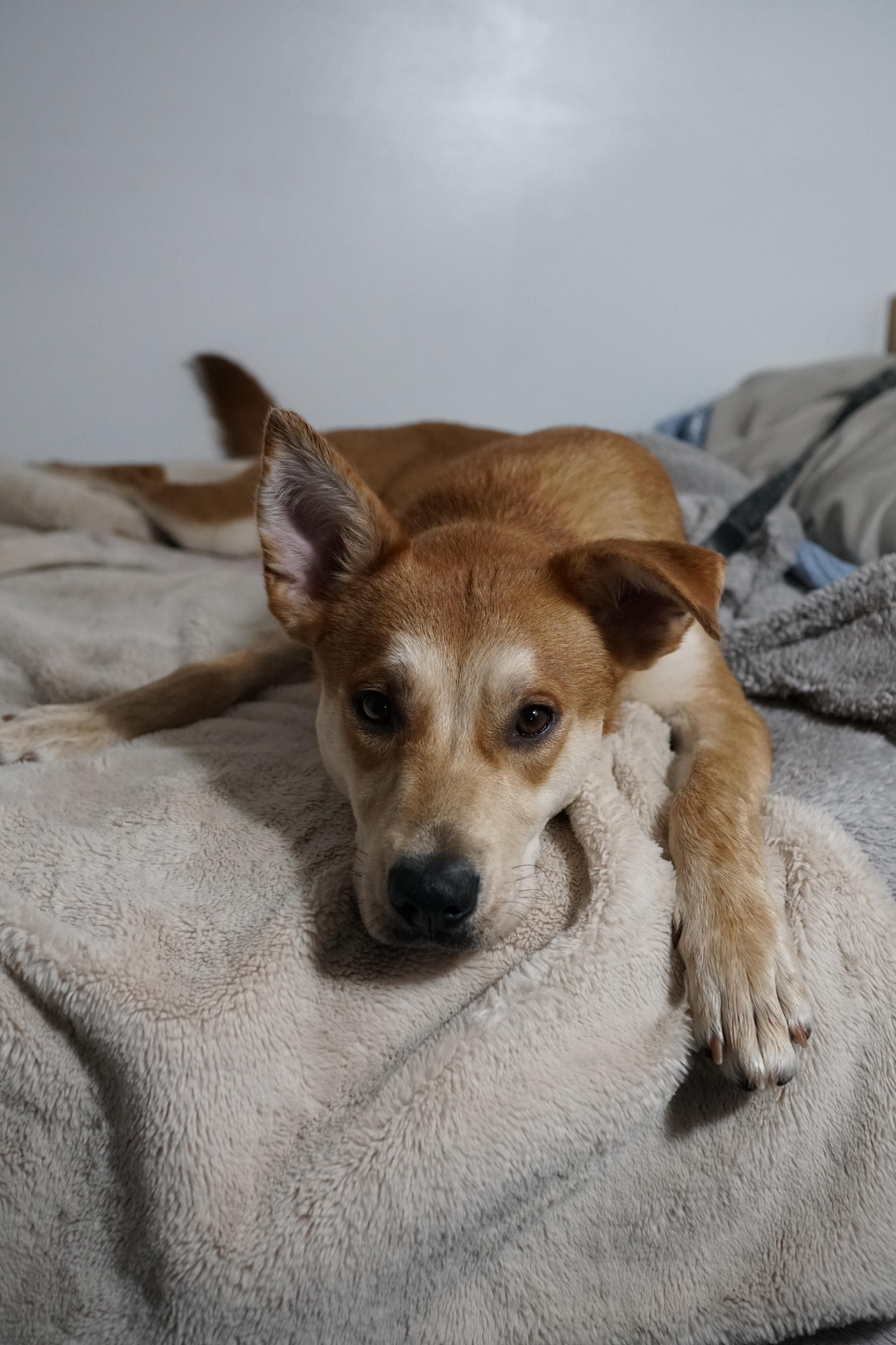 Enlarge Tilly, a Adoptable mixed breed in Indianapolis, IN image 5/6