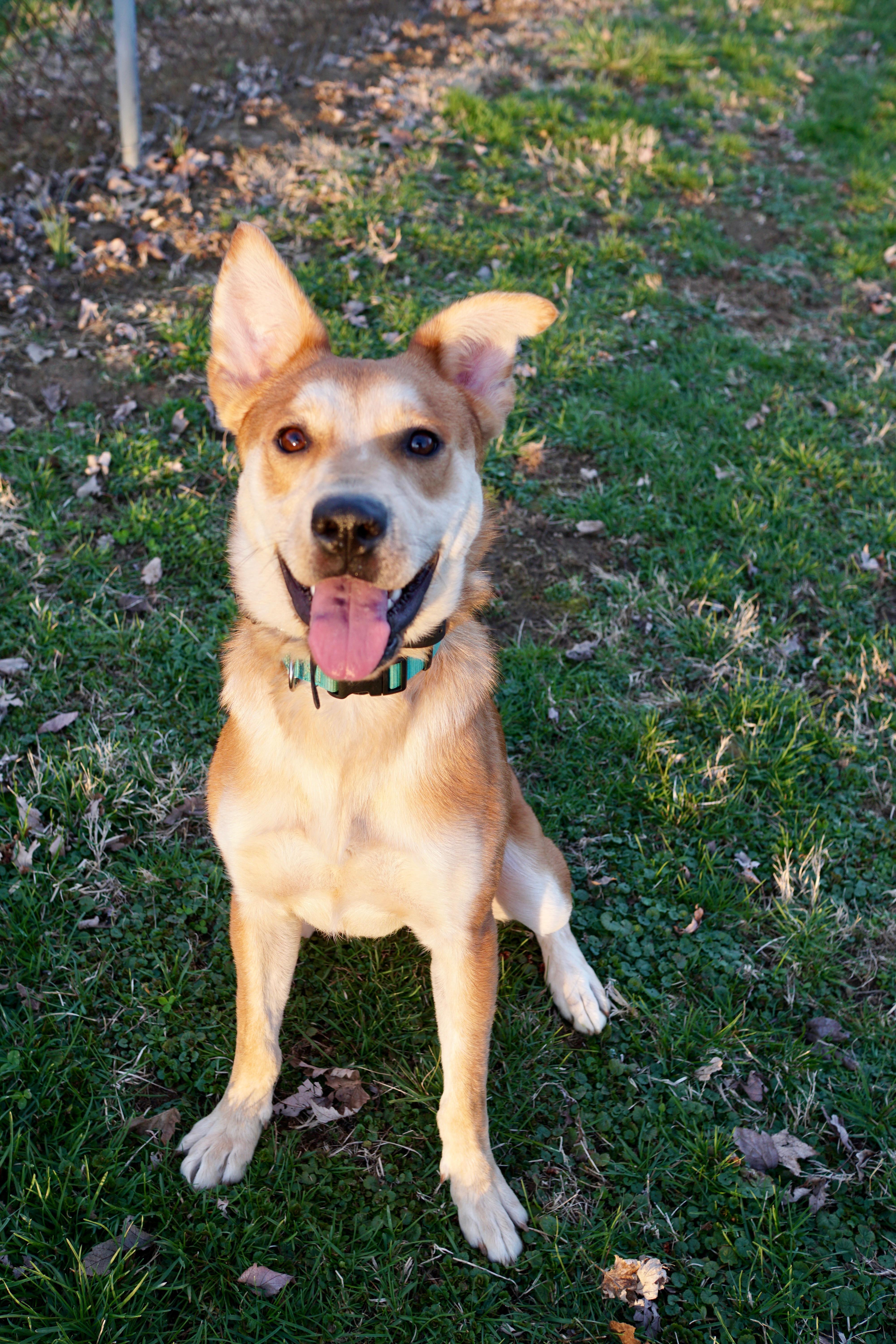Enlarge Tilly, a Adoptable mixed breed in Indianapolis, IN image 3/6
