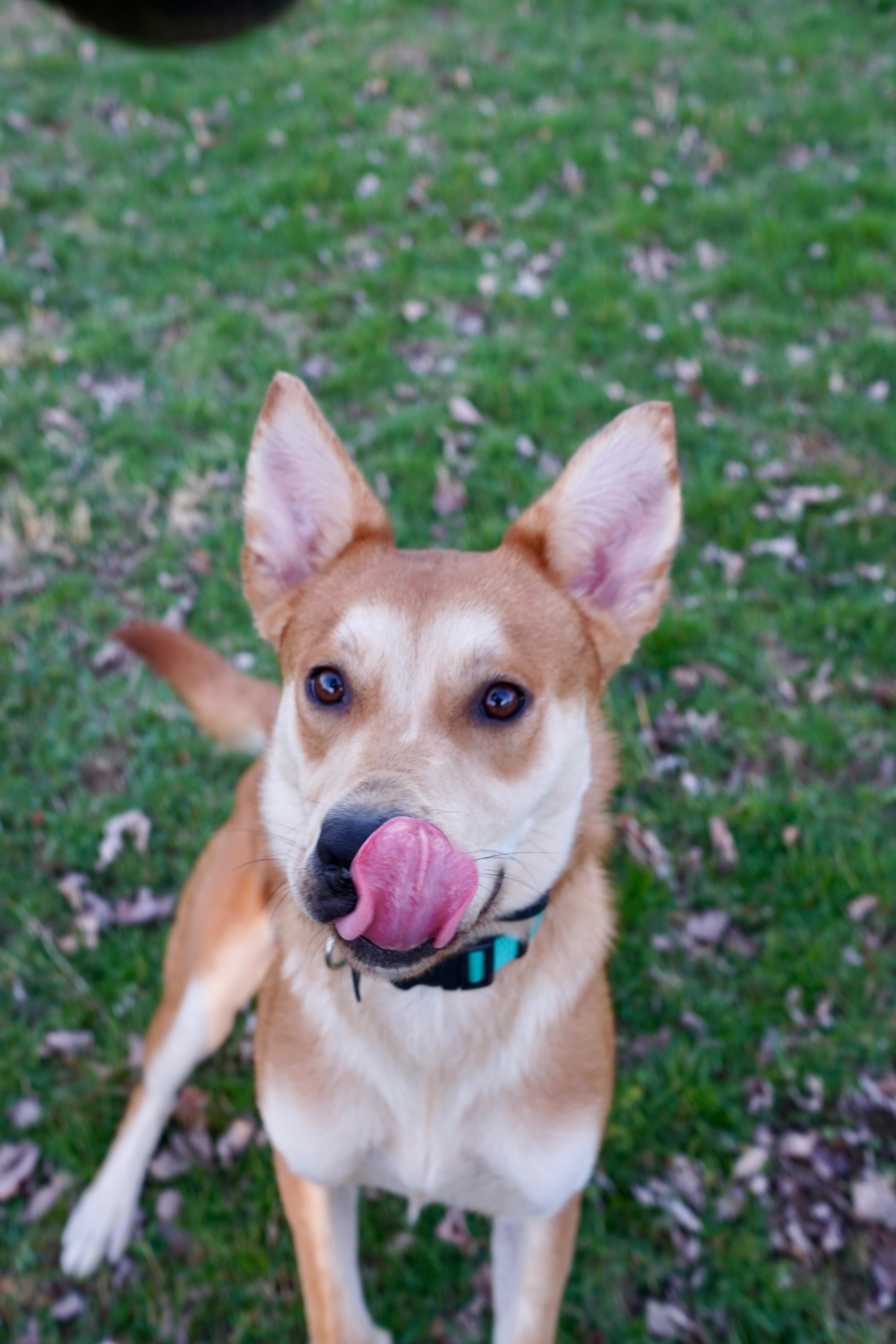 Enlarge Tilly, a Adoptable mixed breed in Indianapolis, IN image 4/6