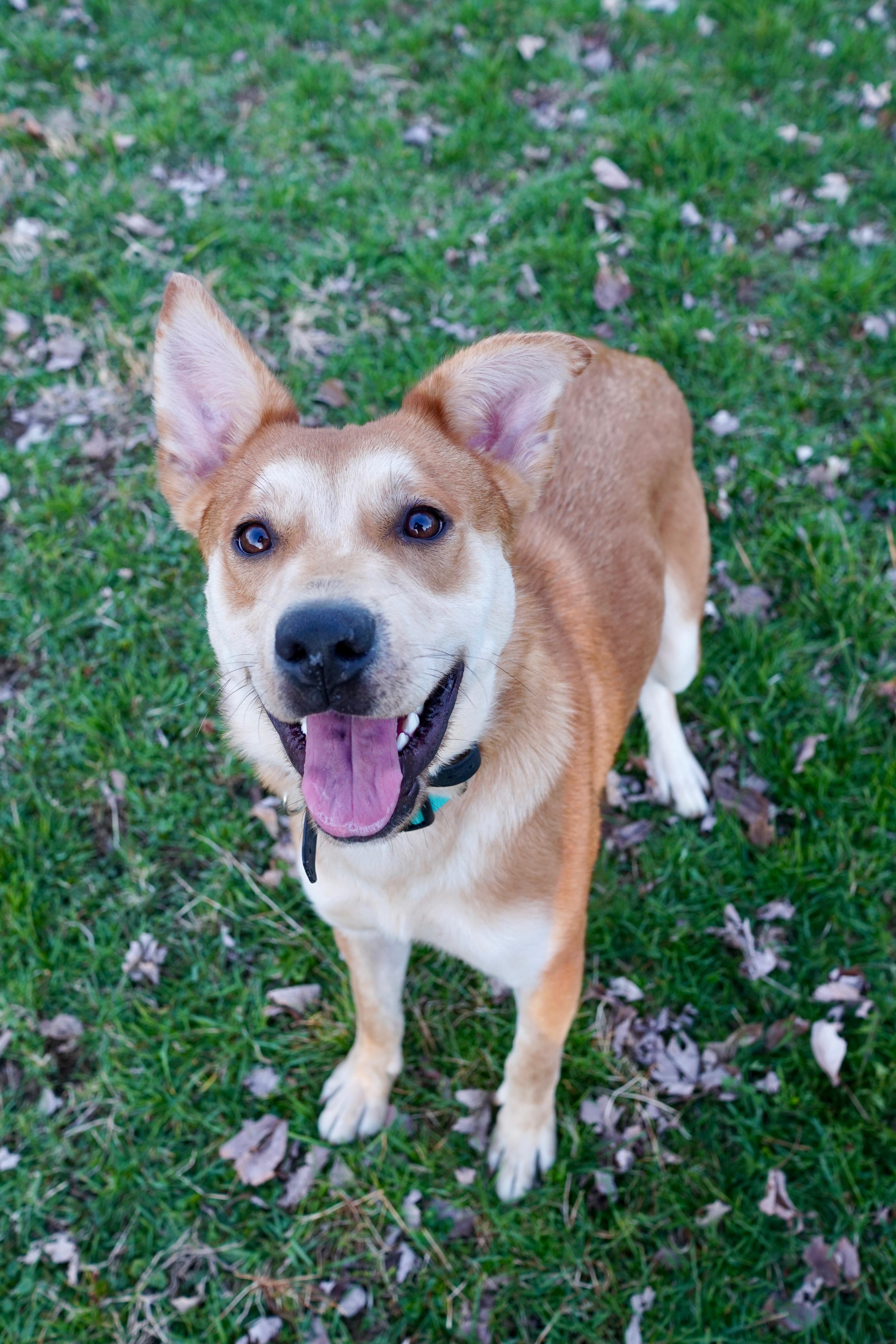 Tilly, Adoptable, Young Female Husky.