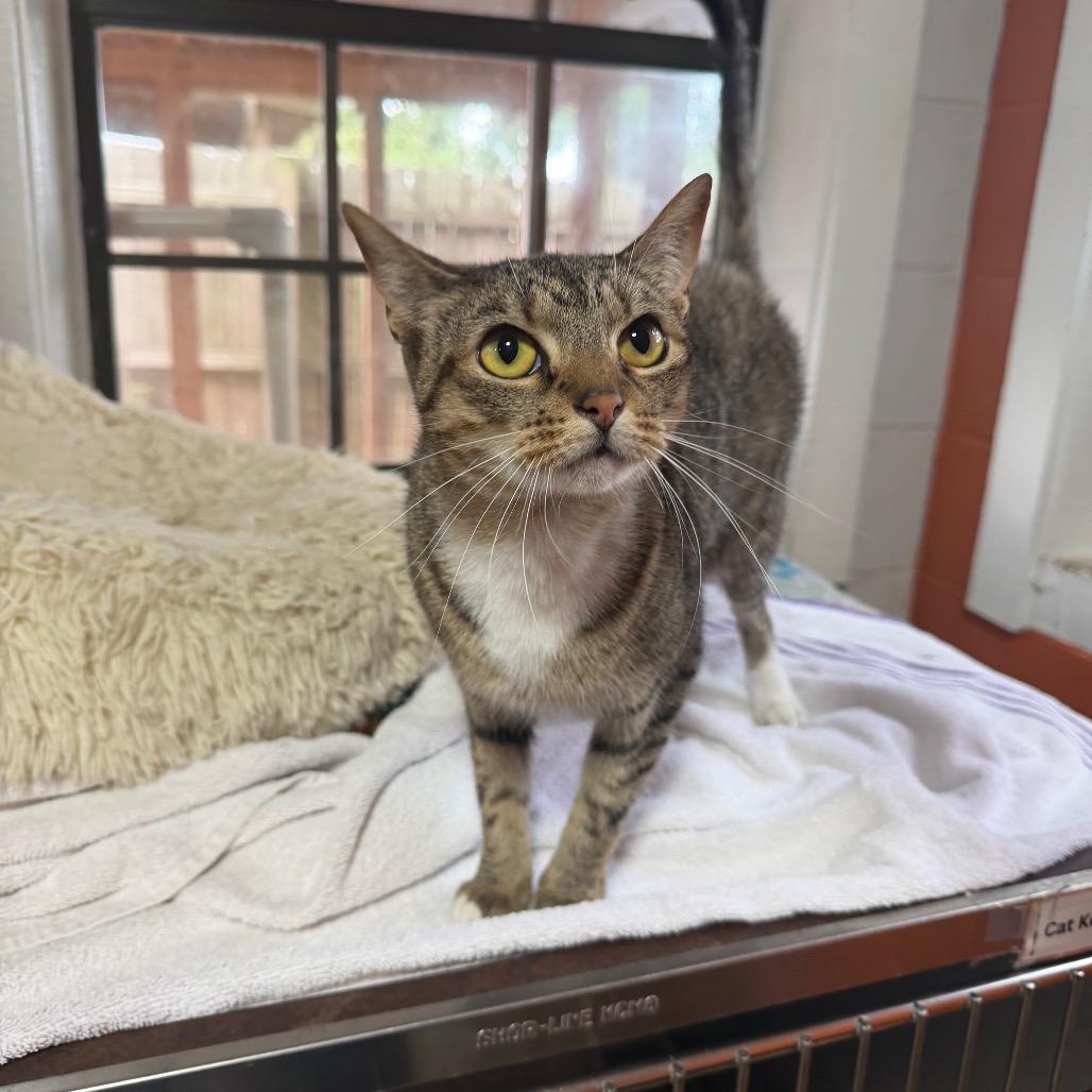 Penelope, a Adoptable mixed breed in Pensacola, FL image 2/2