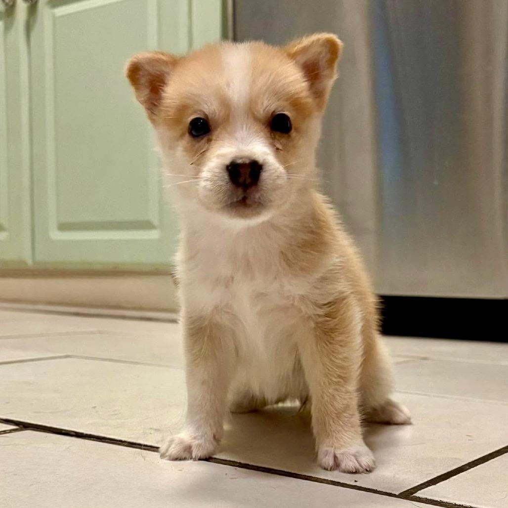 Sammie, Adoptable, Puppy Female Husky & Mixed Breed.