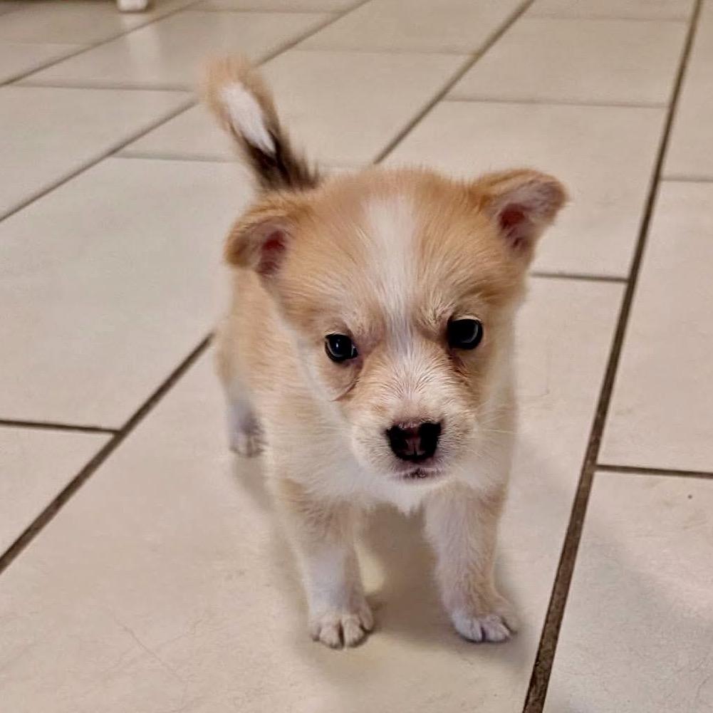 Enlarge Sammie, a Adoptable mixed breed in Peculiar, MO image 2/6