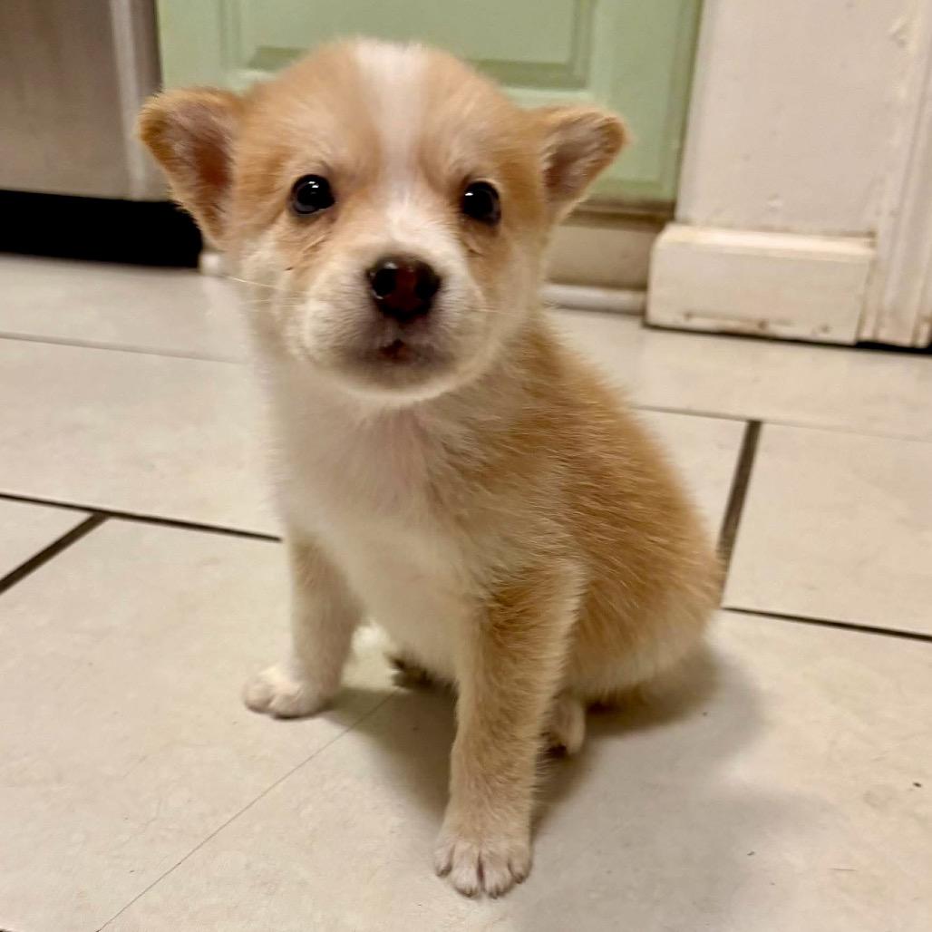 Enlarge Sammie, a Adoptable mixed breed in Peculiar, MO image 3/6