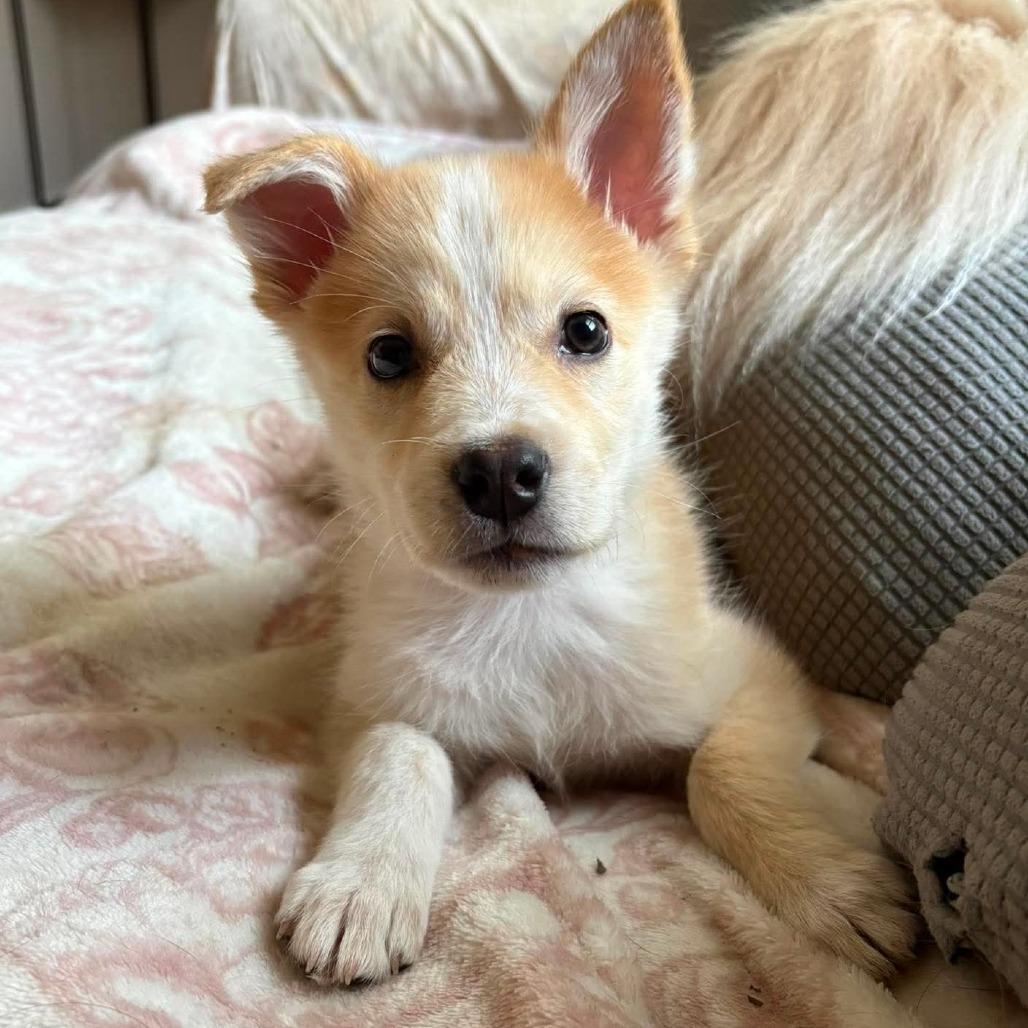 Enlarge Sammie, a Adoptable mixed breed in Peculiar, MO image 4/6