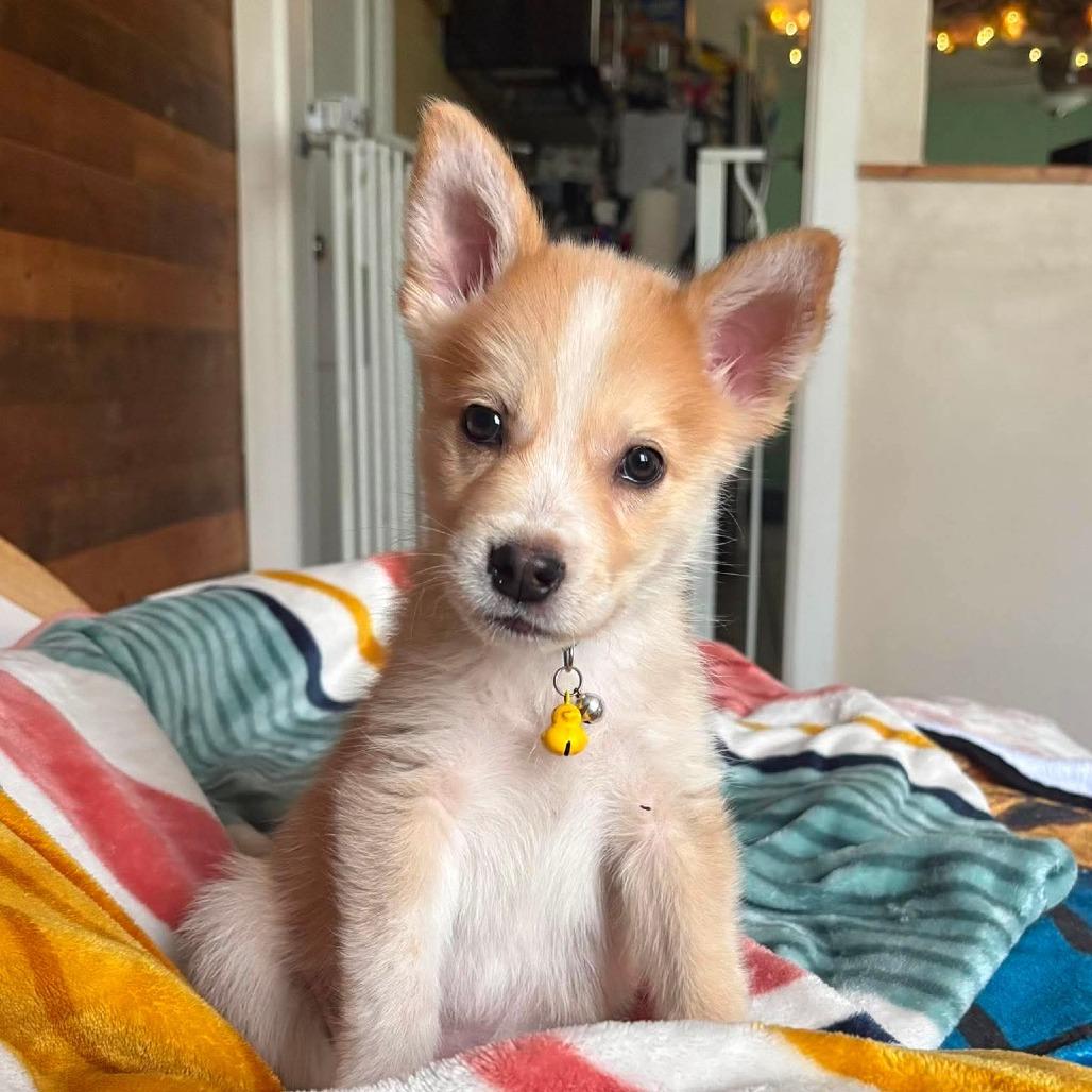 Enlarge Sammie, a Adoptable mixed breed in Peculiar, MO image 5/6