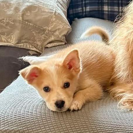 Enlarge Sammie, a Adoptable mixed breed in Peculiar, MO image 6/6