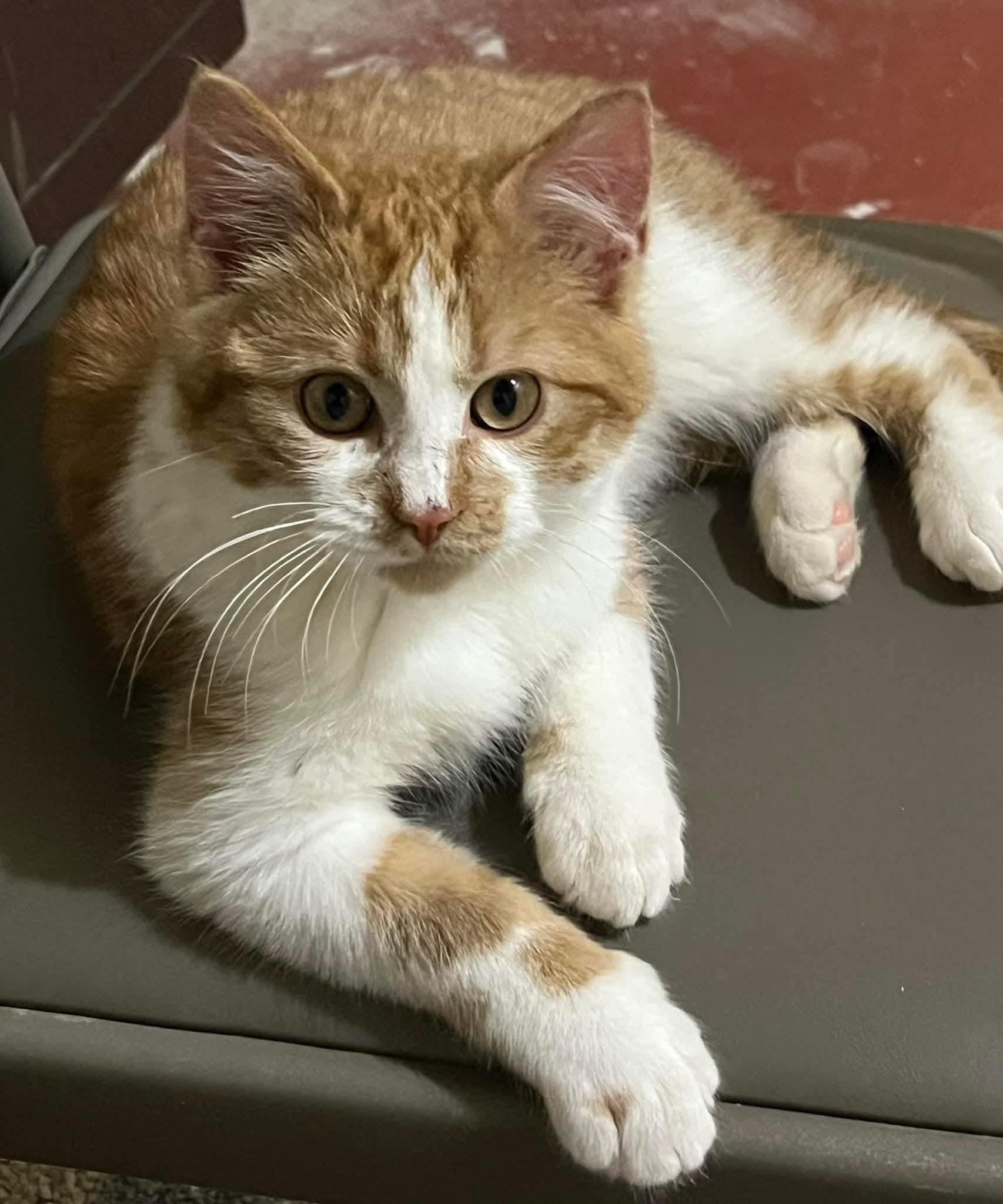 Sammy, Adopted, Young Male Domestic Medium Hair.