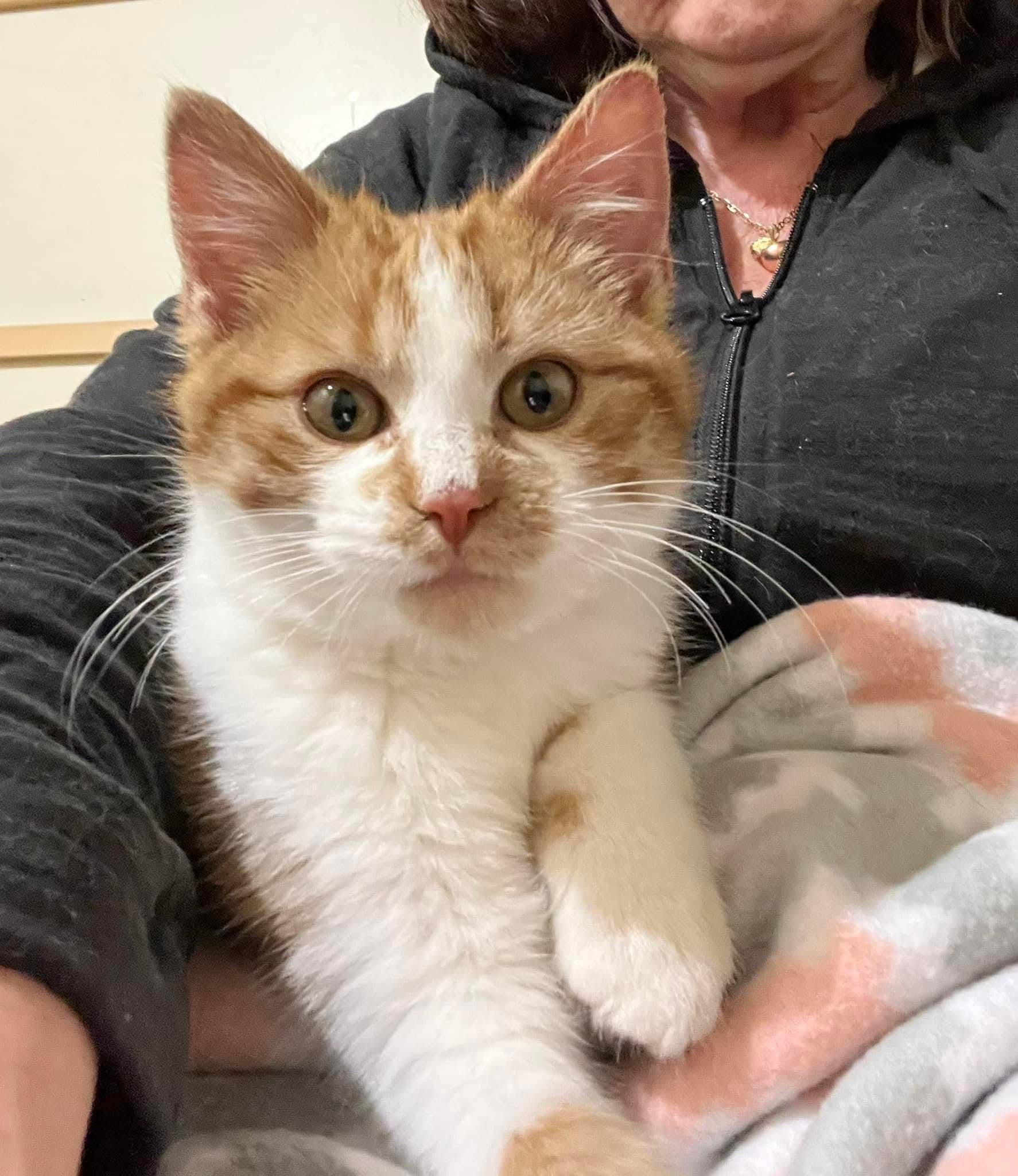 Enlarge Sammy, a Adopted mixed breed in Des Moines, IA image 3/3