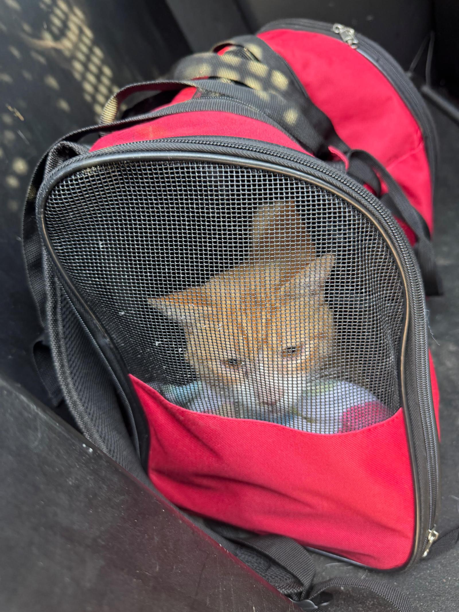 Usa, Adopted, Adult Male Domestic Short Hair.