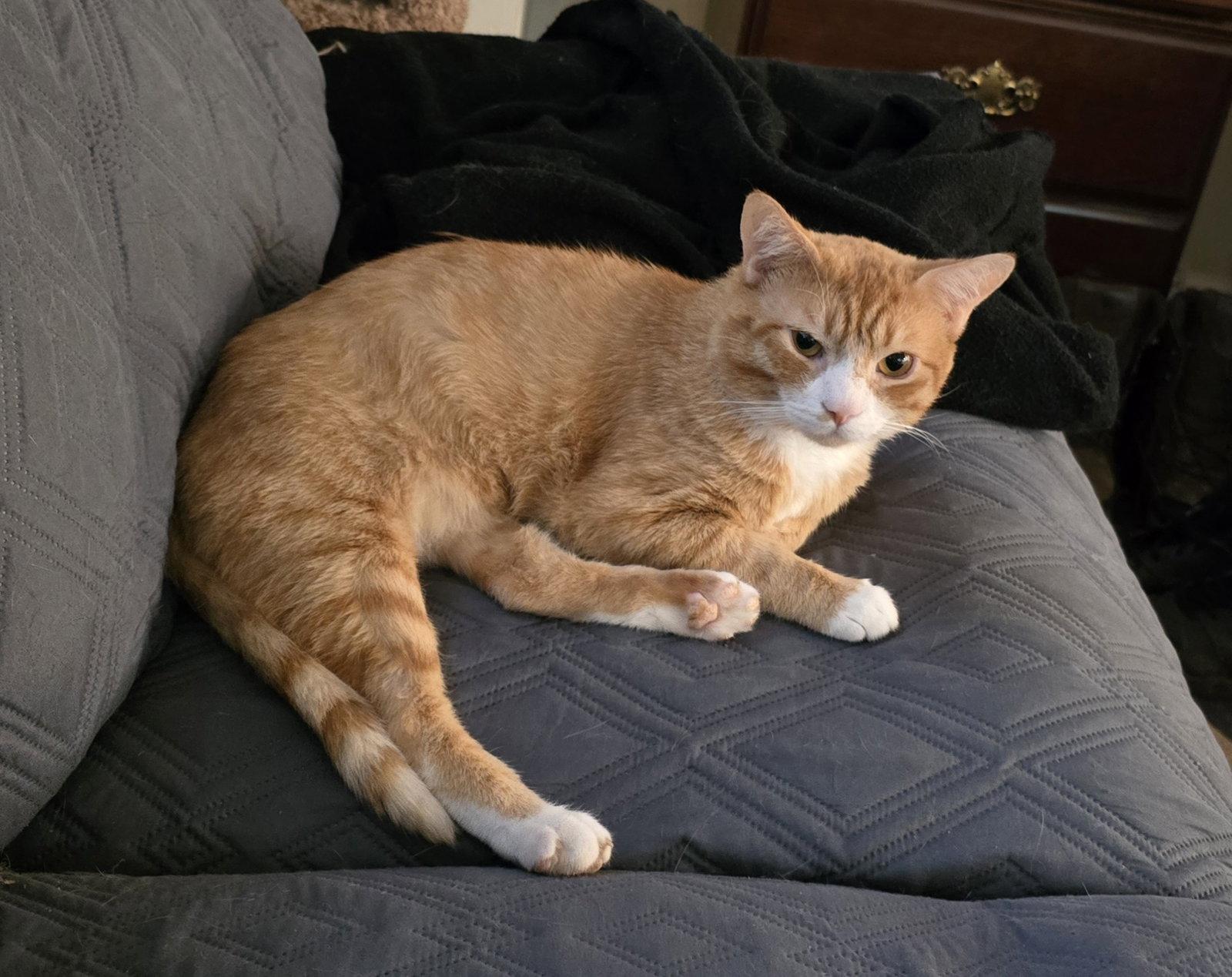 Enlarge Usa, a Adopted Domestic Short Hair in Trenton, NJ image 2/2