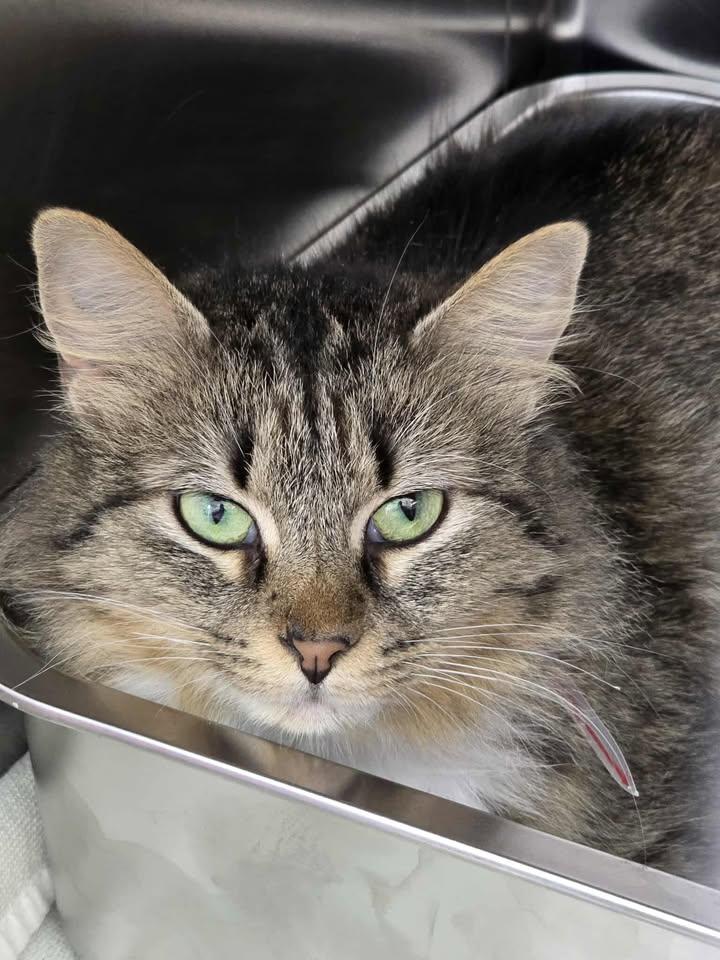 Creek, ADOPTABLE, Adult Female Domestic Long Hair.