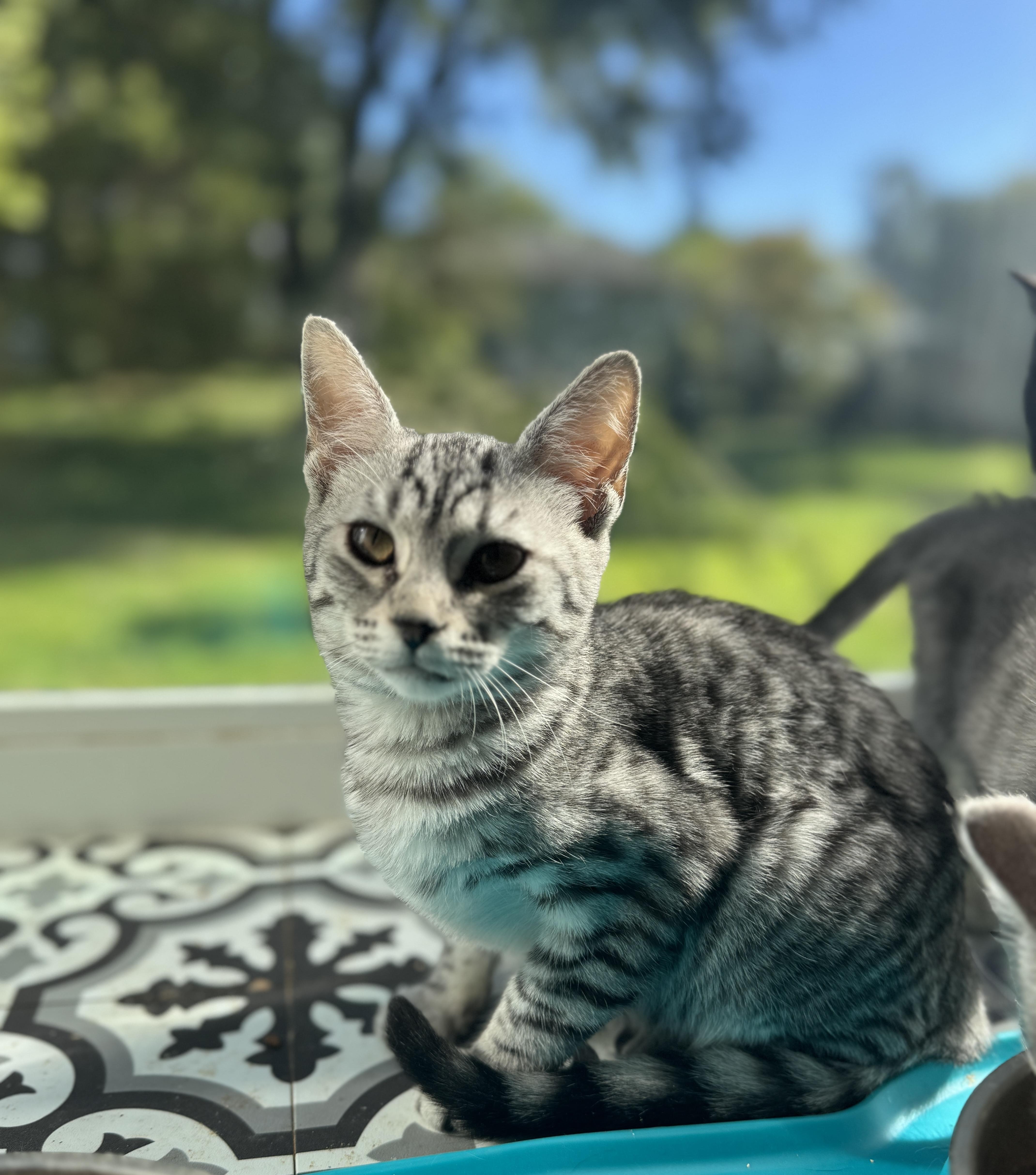 Aspen, Adoptable, Kitten Female American Shorthair.