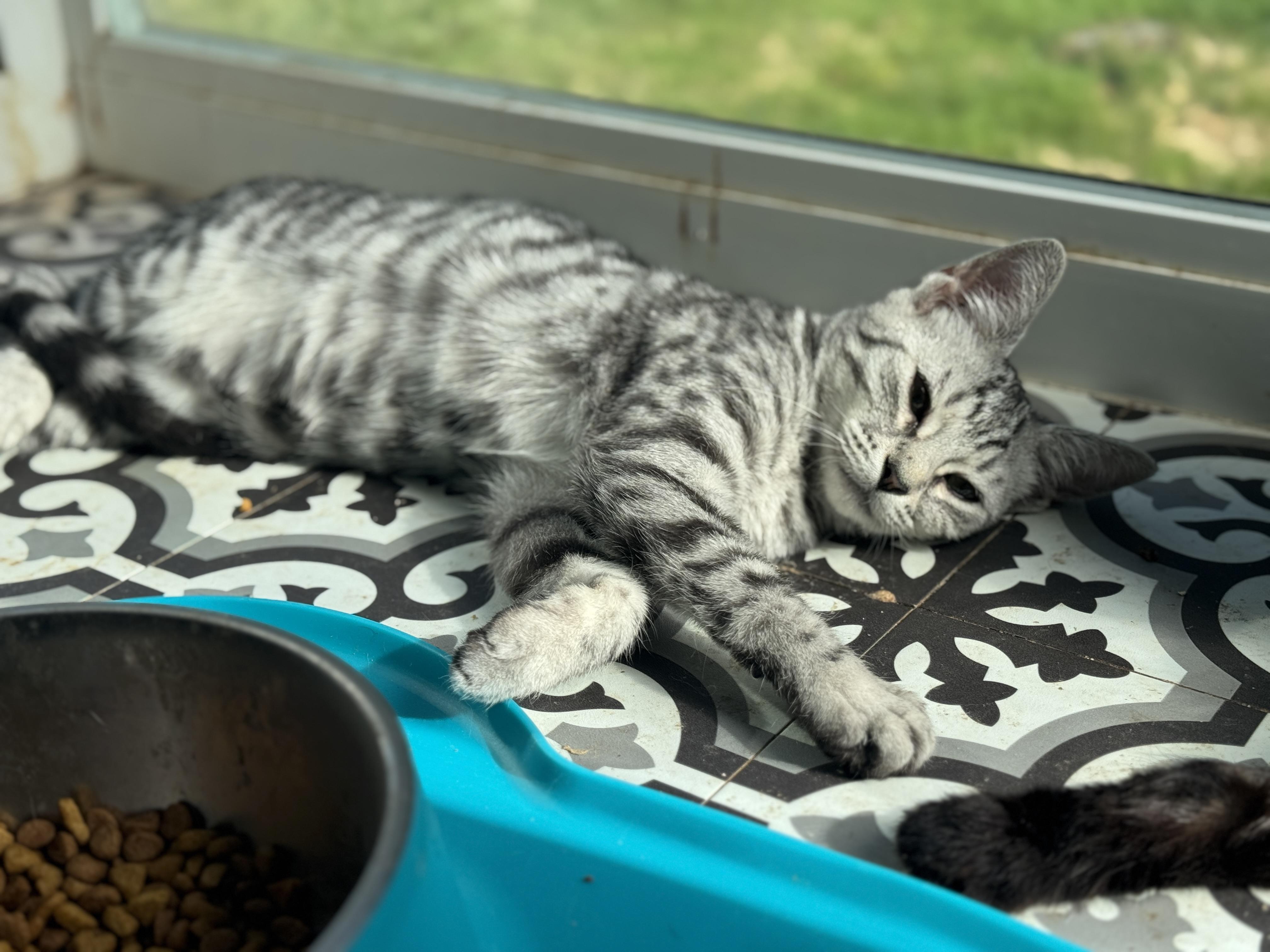 Aspen, a Adoptable American Shorthair in Massillon, OH image 2/2