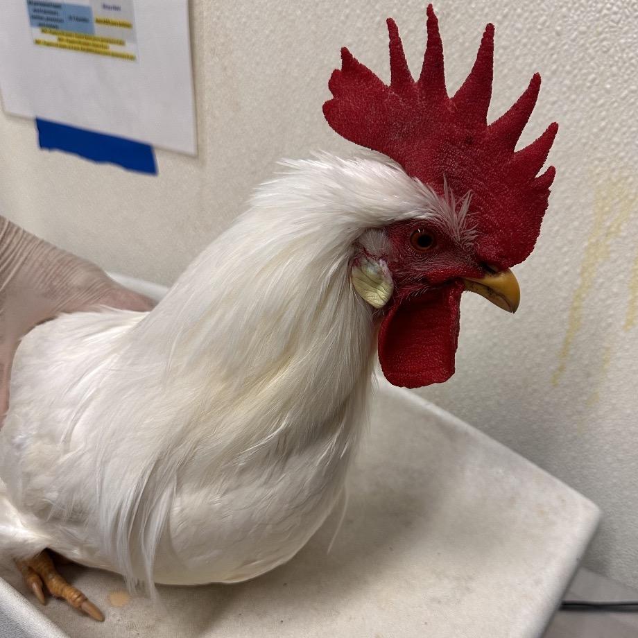 Enlarge Randy*, a Adoptable Chicken in San Gabriel, CA image 1/1