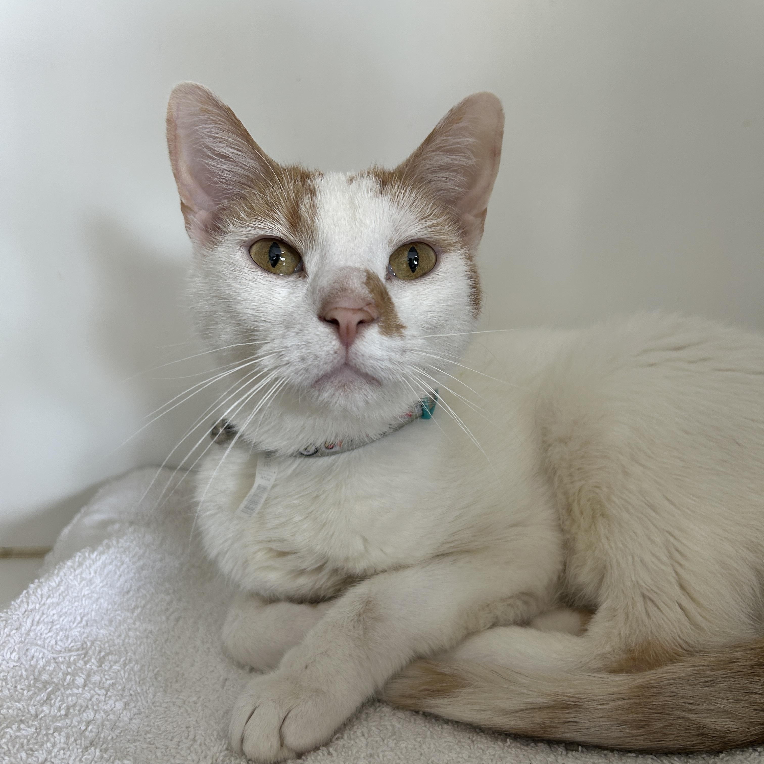 Mocha & Cappuccino (Bonded), a Adoptable Calico image 2/6