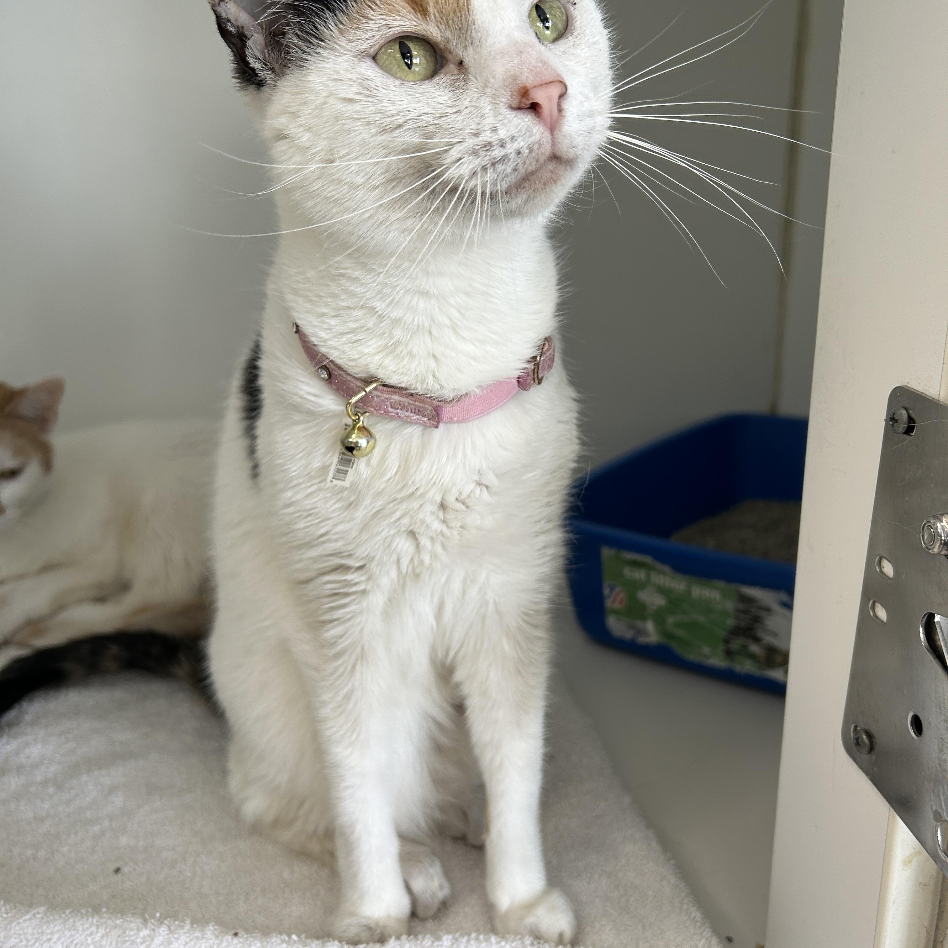 Mocha & Cappuccino (Bonded), a Adoptable Calico image 3/6