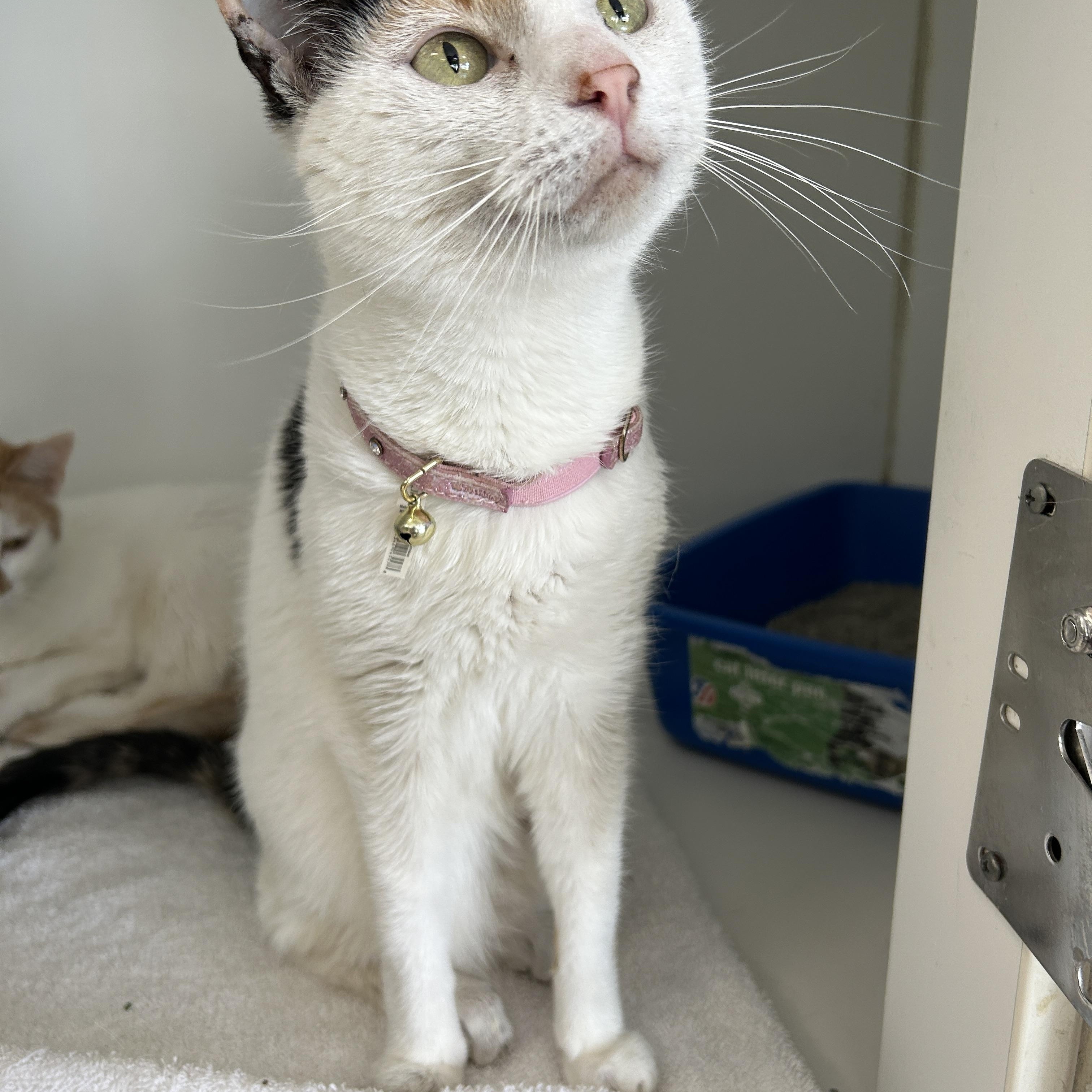 Mocha & Cappuccino (Bonded), a Adoptable Calico image 5/6
