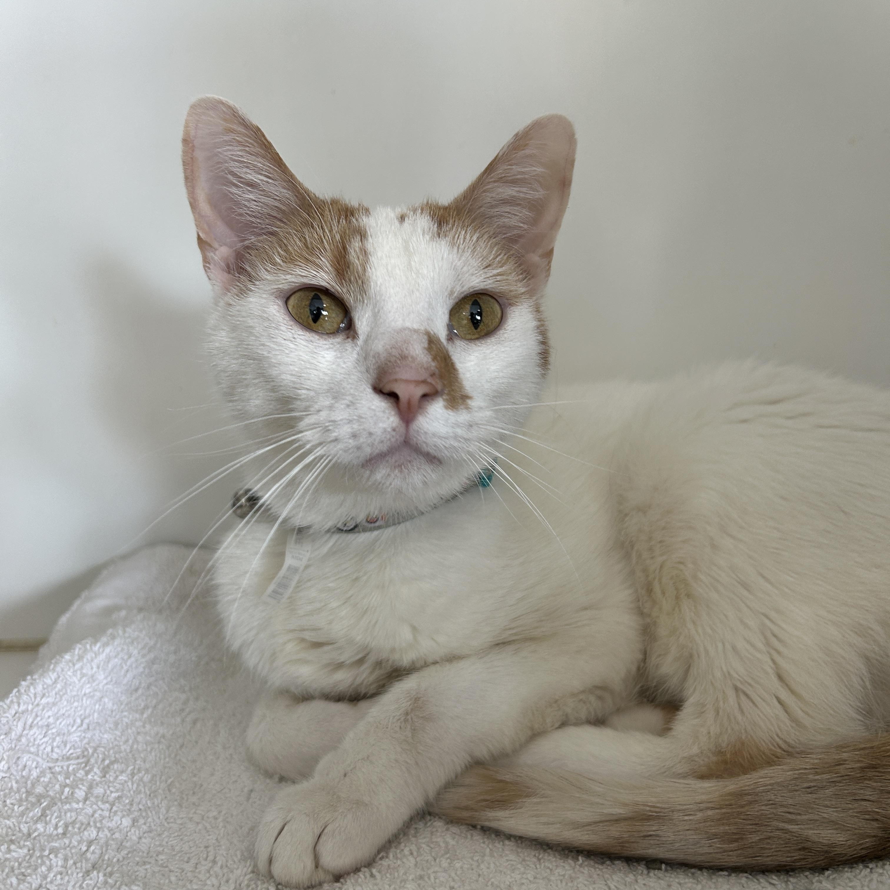 Mocha & Cappuccino (Bonded), a Adoptable Calico image 6/6