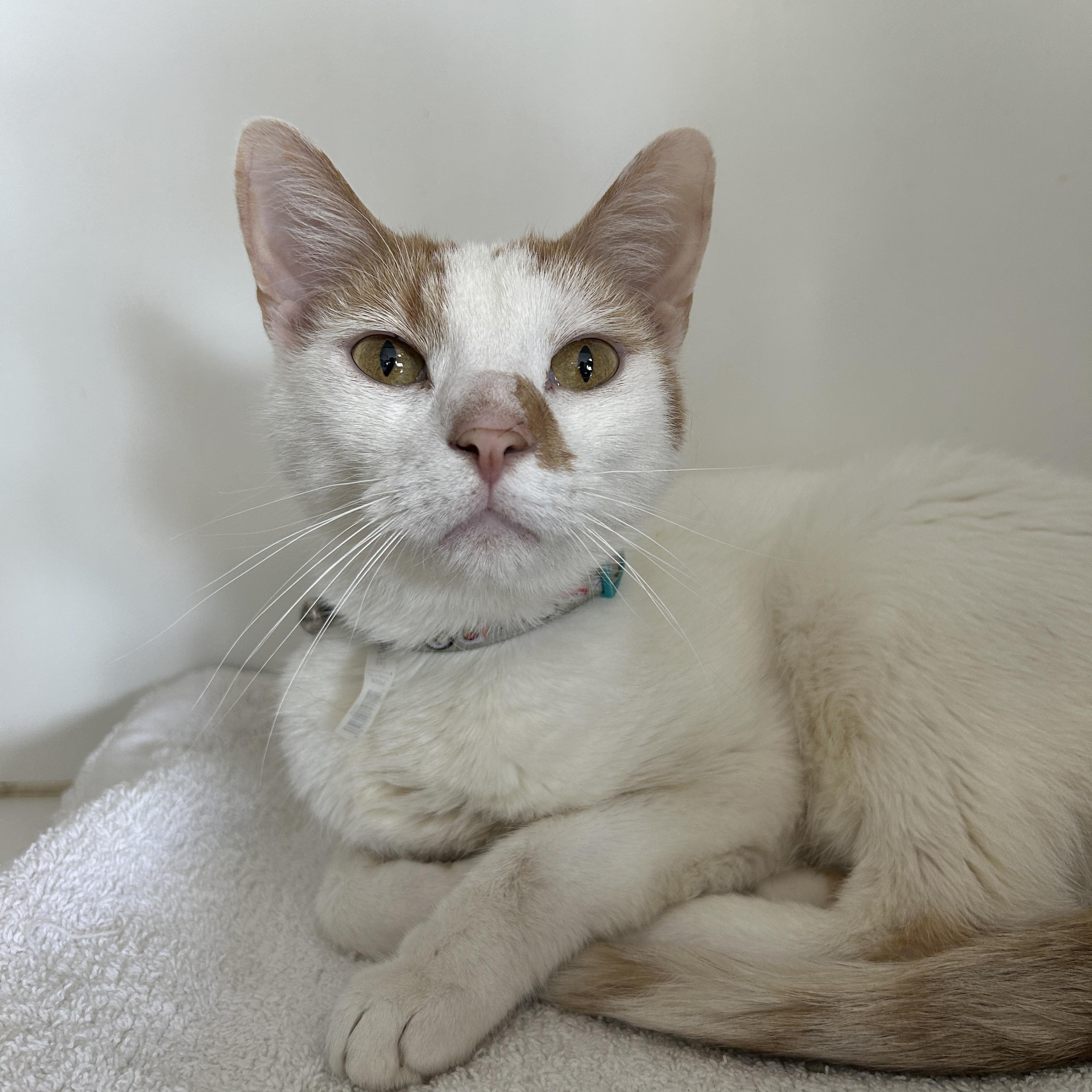 Mocha & Cappuccino (Bonded), a Adoptable Calico image 4/6