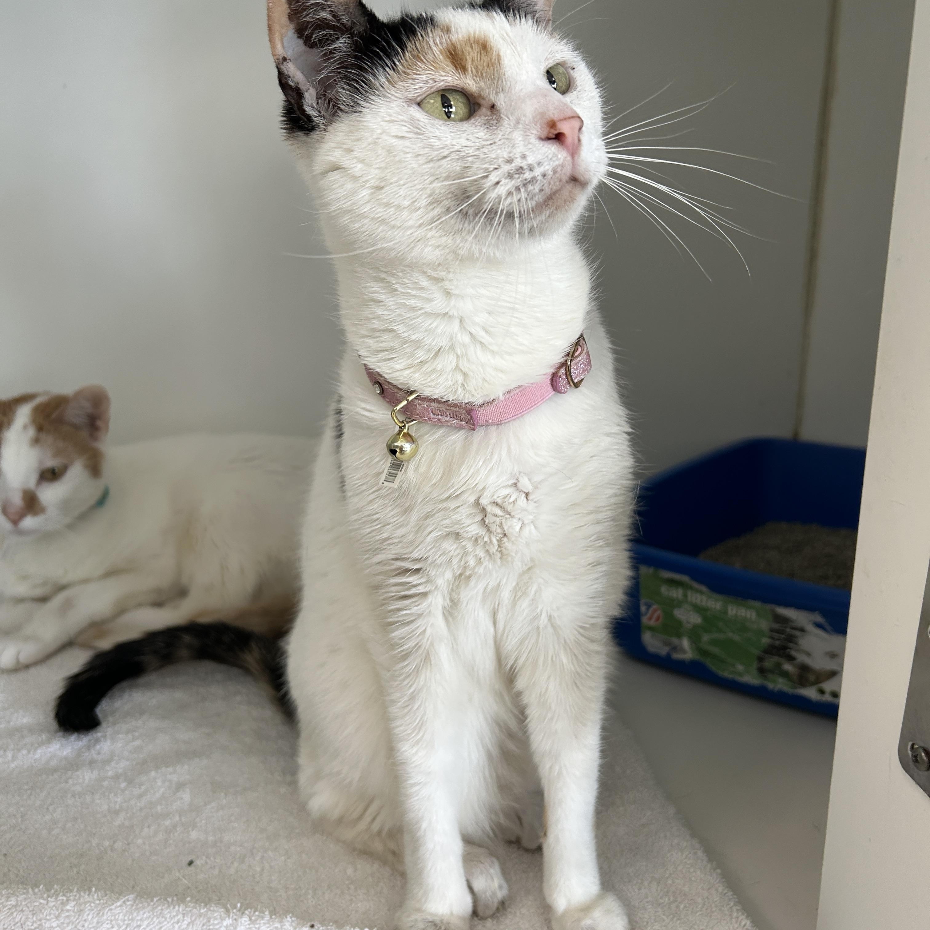 Mocha & Cappuccino (Bonded), Adoptable, Adult Female Calico.