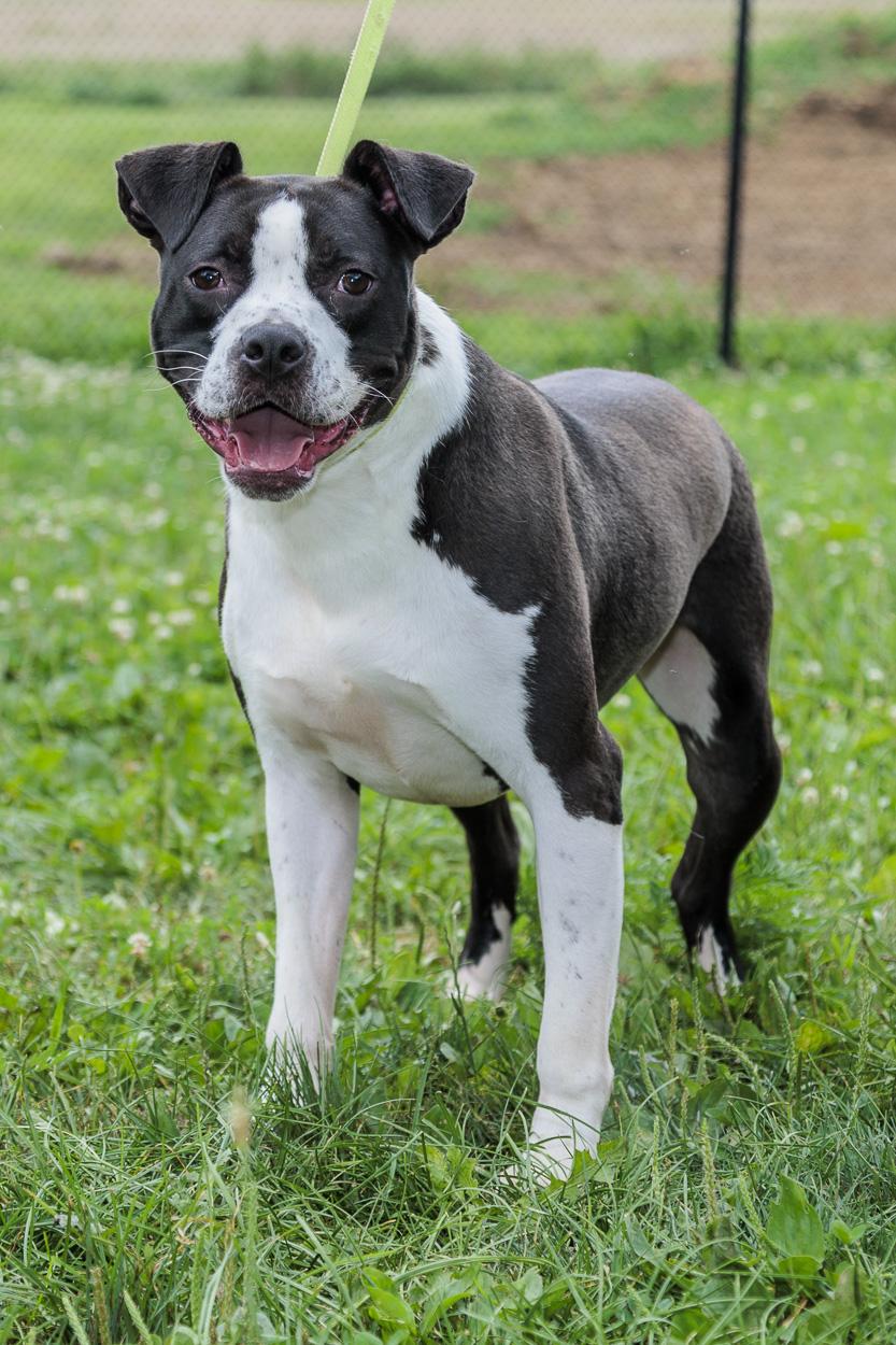 Enlarge Everest, a Adoptable American Staffordshire Terrier in Chester Springs, PA image 1/1