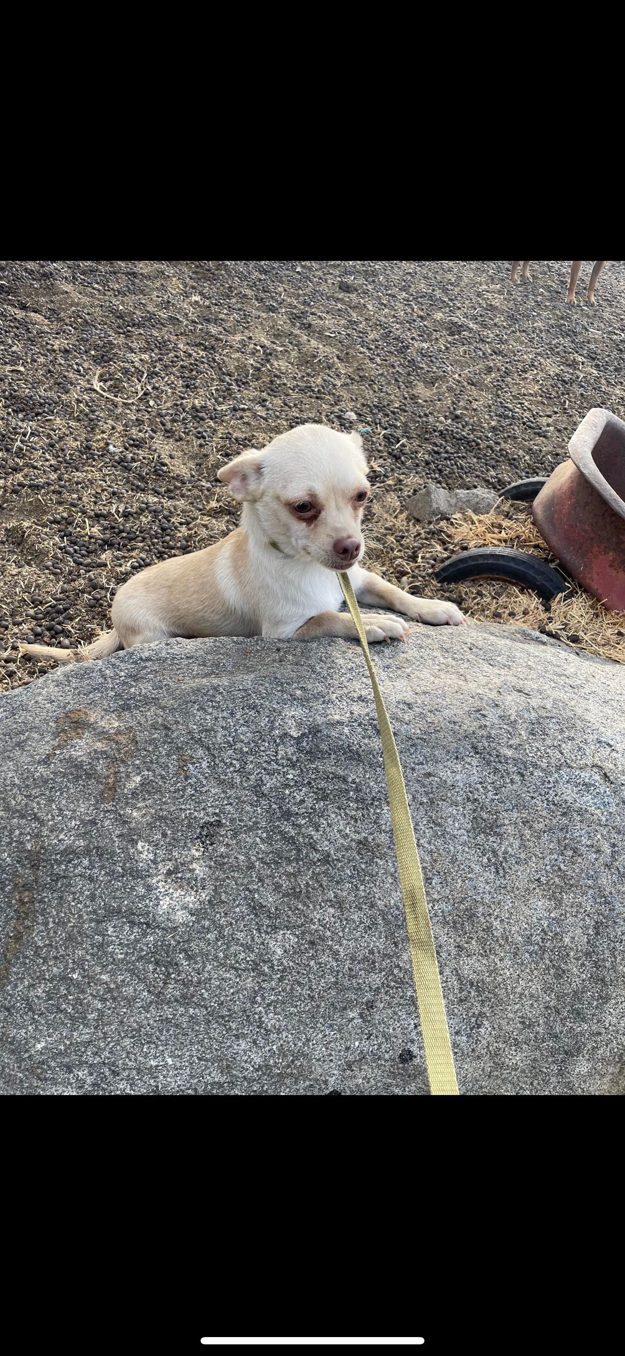 Enlarge Tyke, a Adoptable mixed breed in Fresno, CA image 2/6