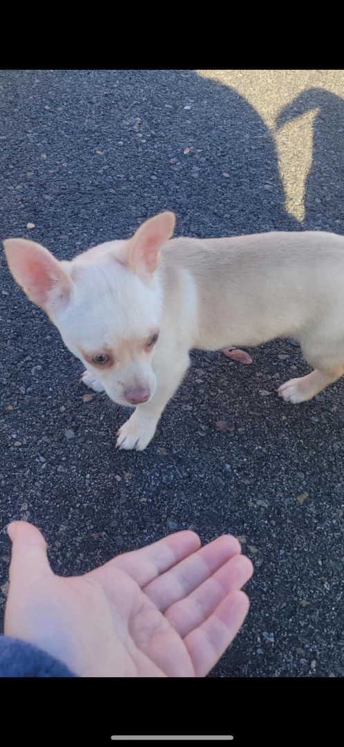 Enlarge Tyke, a Adoptable mixed breed in Fresno, CA image 5/6