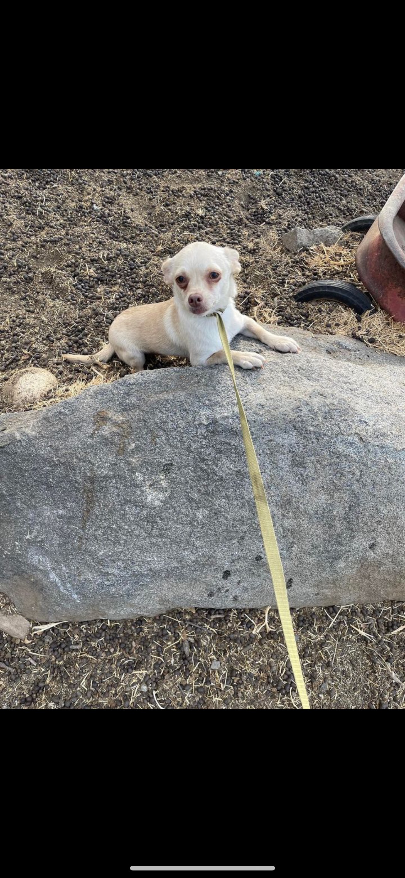 Enlarge Tyke, a Adoptable mixed breed in Fresno, CA image 3/6