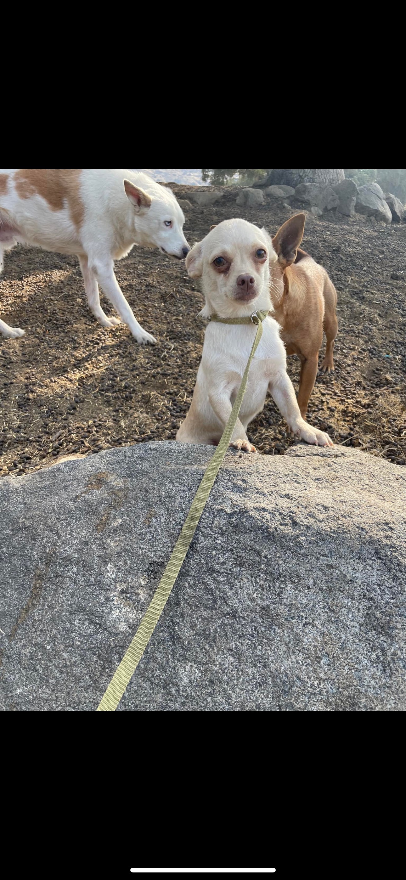 Enlarge Tyke, a Adoptable mixed breed in Fresno, CA image 1/6