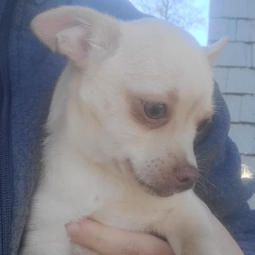 Enlarge Tyke, a Adoptable mixed breed in Fresno, CA image 4/6