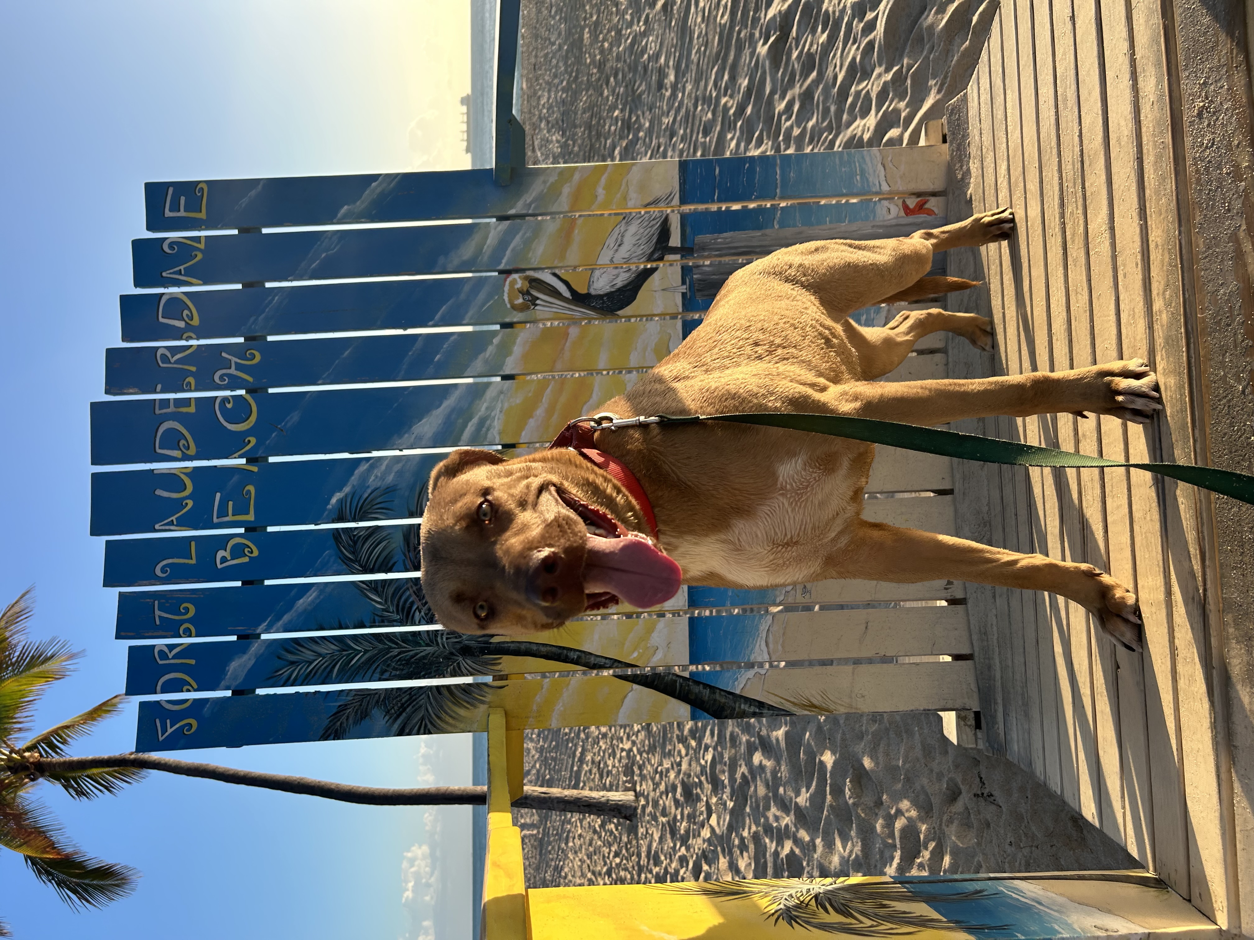 Tua, a Adopted mixed breed in Fort Lauderdale, FL image 1/5