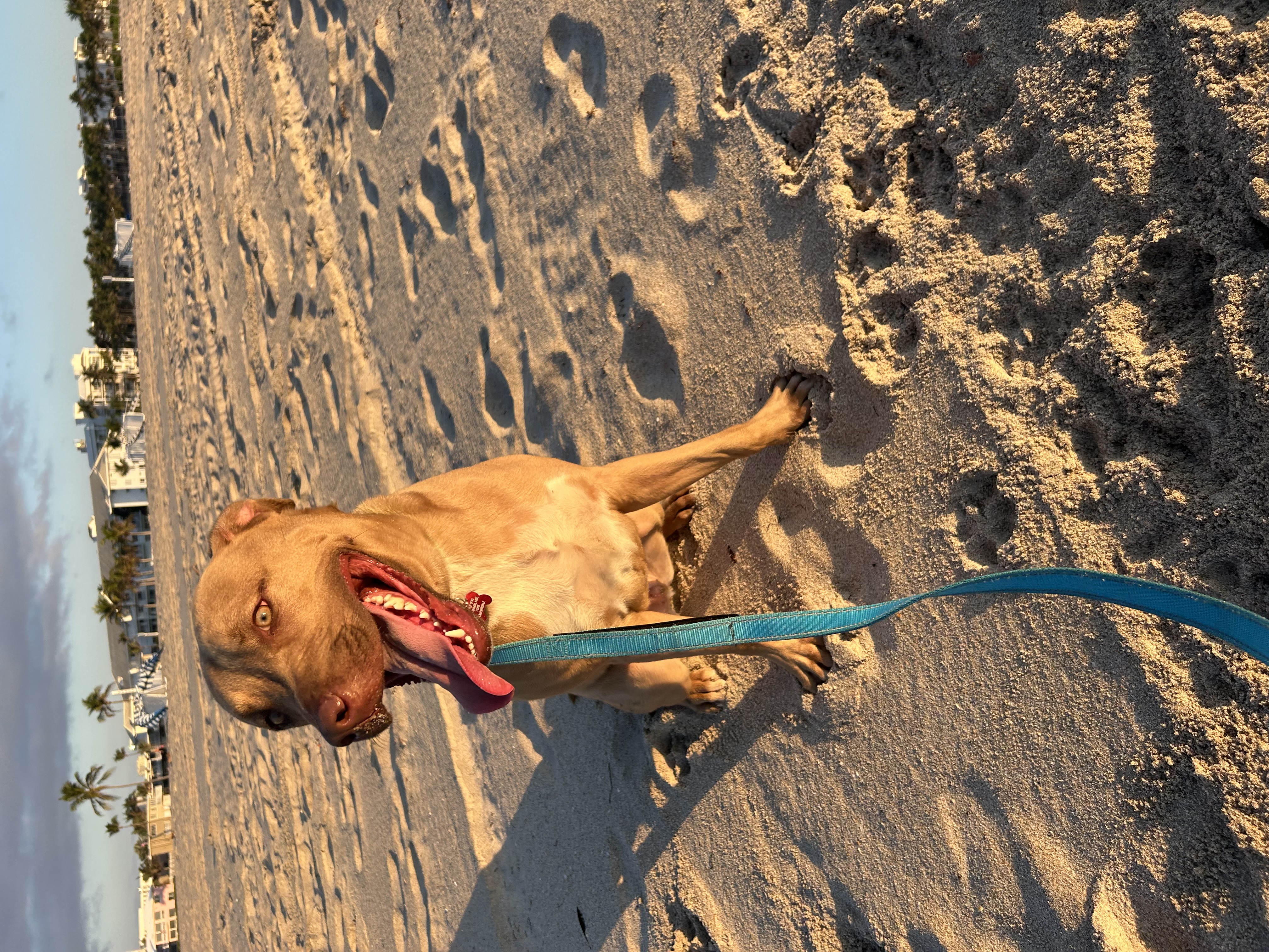 Tua, a Adopted mixed breed in Fort Lauderdale, FL image 2/5