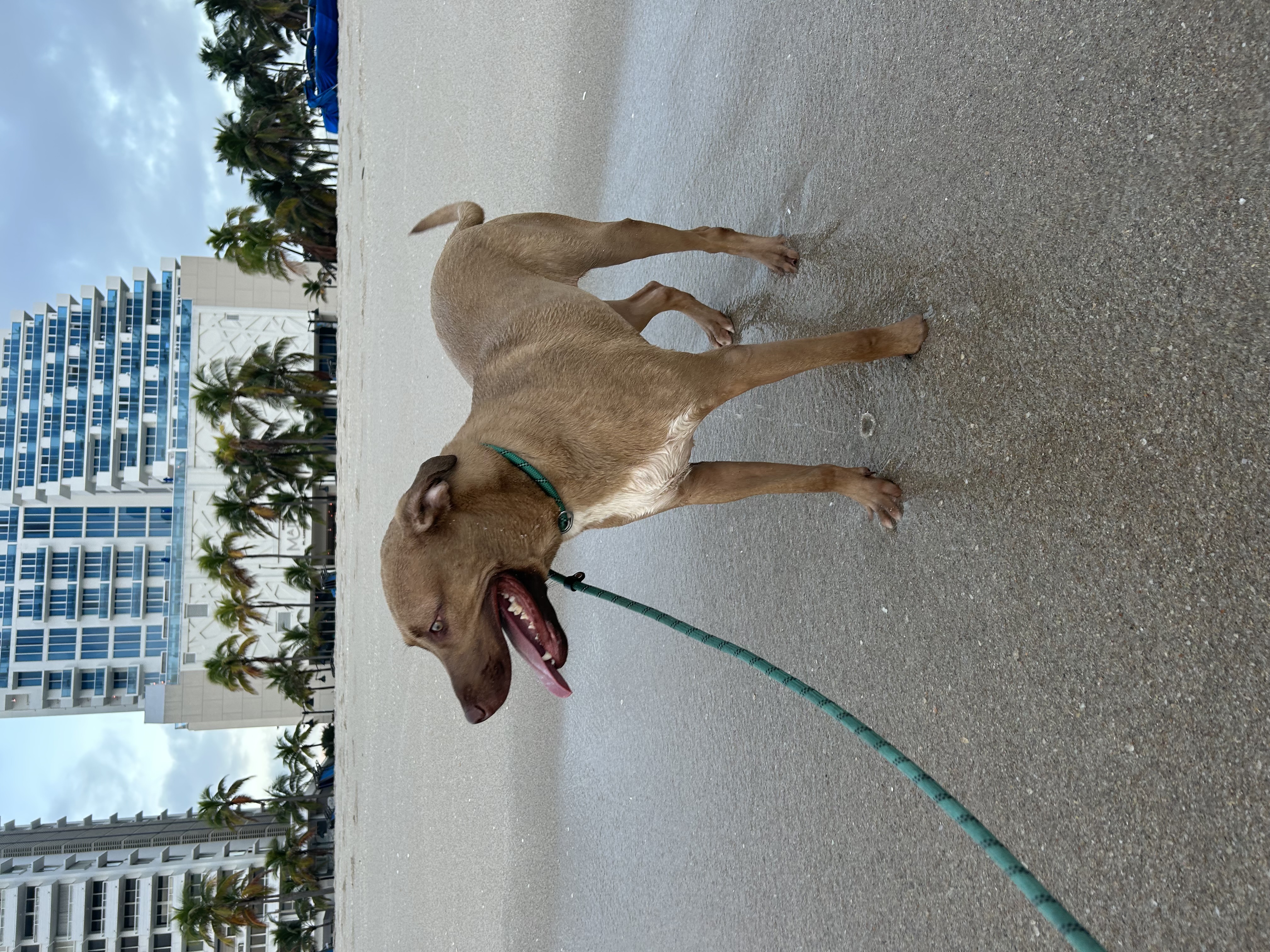 Tua, a Adopted mixed breed in Fort Lauderdale, FL image 3/5