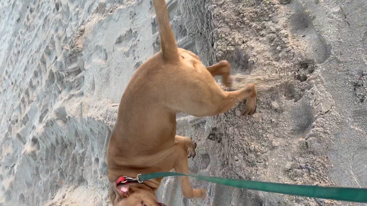 Enlarge Tua, a Adopted mixed breed in Fort Lauderdale, FL video 4/5