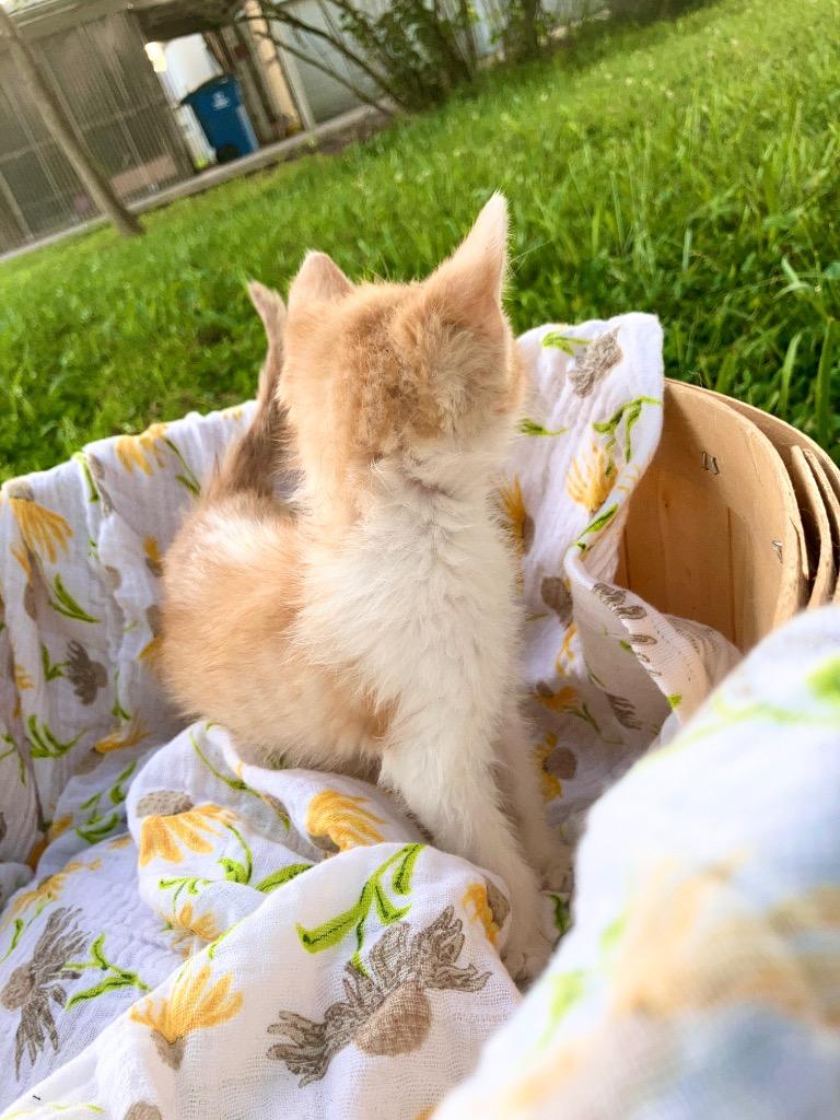 Enlarge Summer, a Adoptable mixed breed in Olney, IL image 1/2