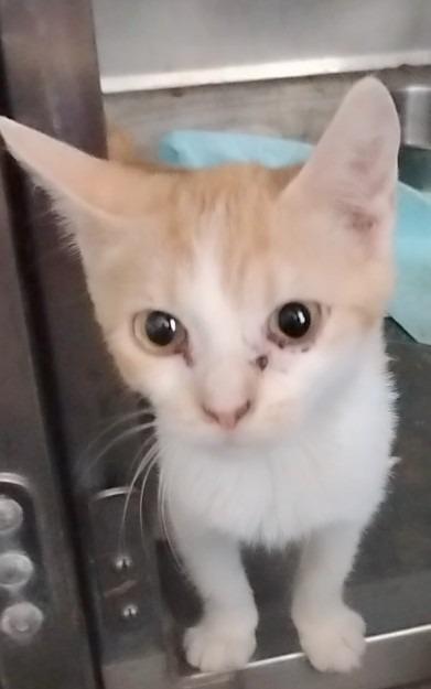 Enlarge Summer, a Adoptable mixed breed in Olney, IL image 2/2