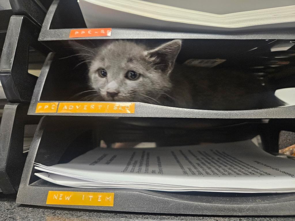 Chewy, Adoptable, Kitten Male Domestic Short Hair.