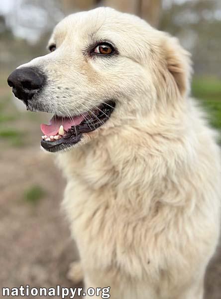 Oscar in GA - Super Loving & Gentle!