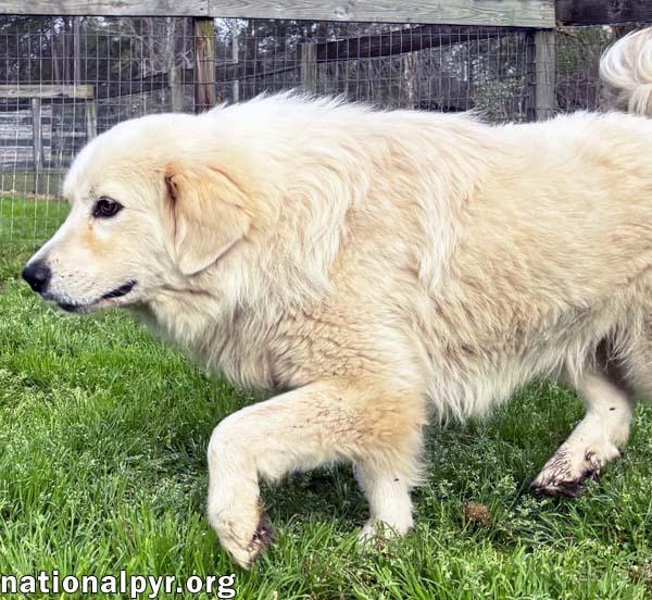 Oscar in GA - Super Loving & Gentle! — thumbnail 2