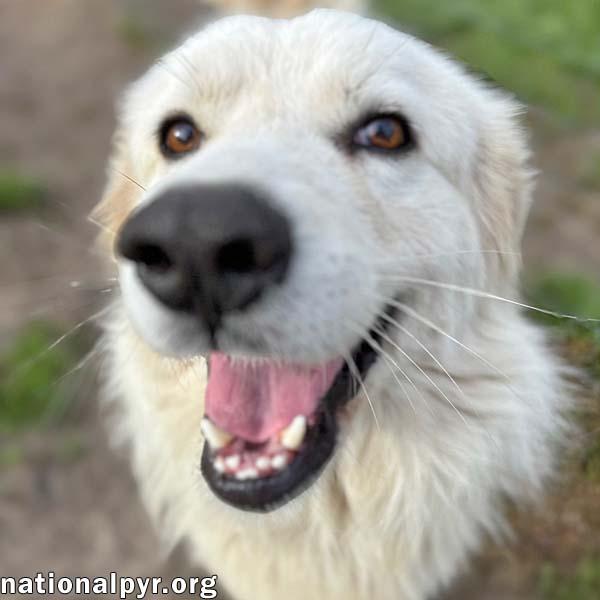 Enlarge Oscar in GA - Super Loving & Gentle!, an adopted Great Pyrenees in Valdosta, GA image 1/3
