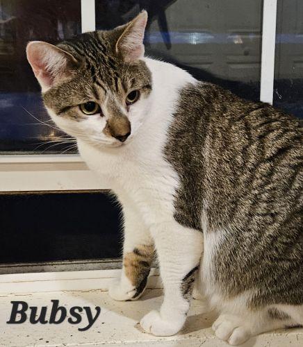 Enlarge Bubsy, a ADOPTABLE mixed breed in Lenhartsville, PA image 3/3