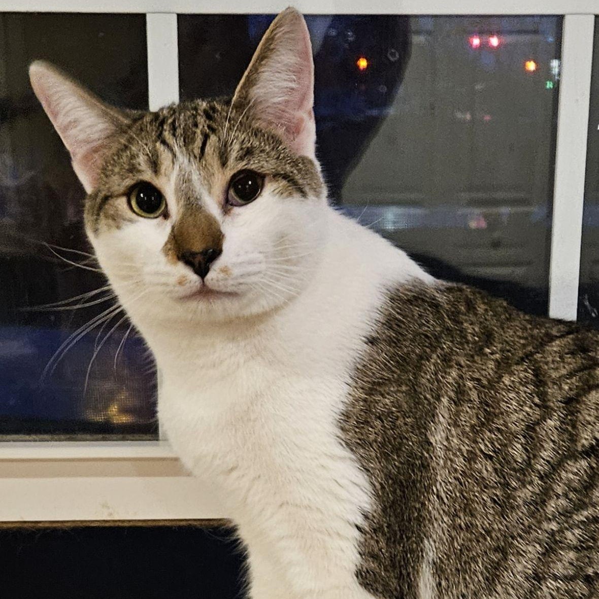 Bubsy, ADOPTABLE, Adult Male Domestic Short Hair & Tabby.