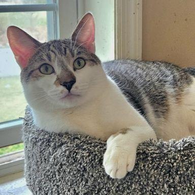 Enlarge Bubsy, a ADOPTABLE mixed breed in Lenhartsville, PA image 2/3