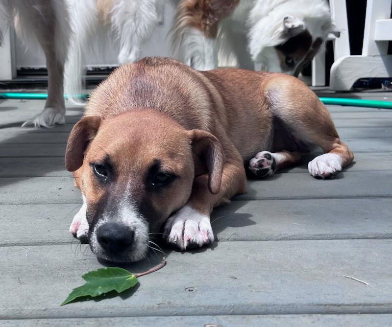 Isla, Adopted, Puppy Female Hound.