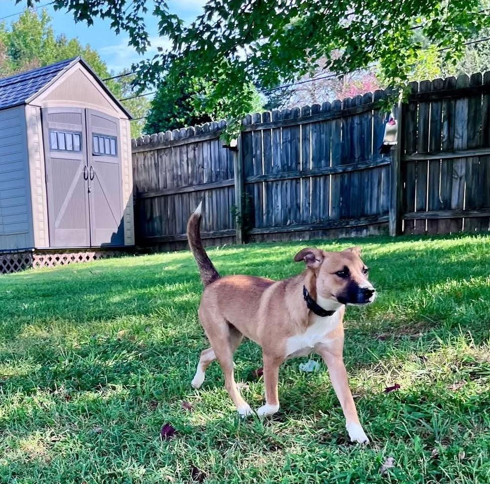 Isla, a Adopted Hound in Thomasville, NC image 2/3