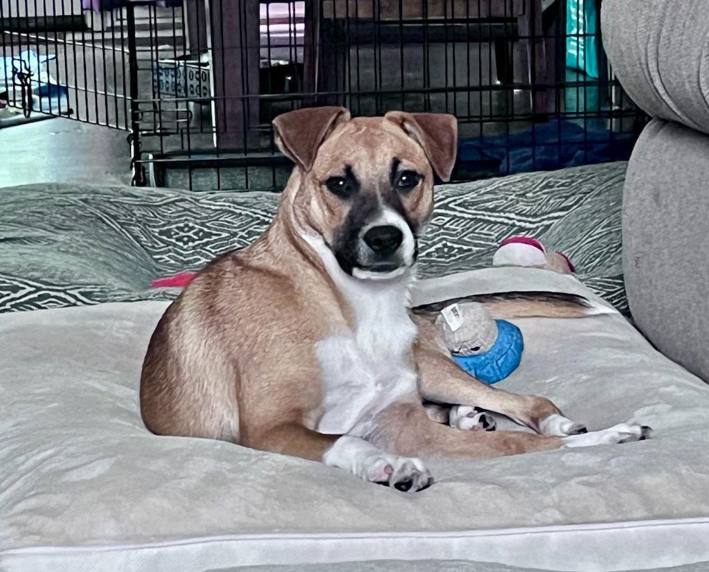 Isla, a Adopted Hound in Thomasville, NC image 3/3